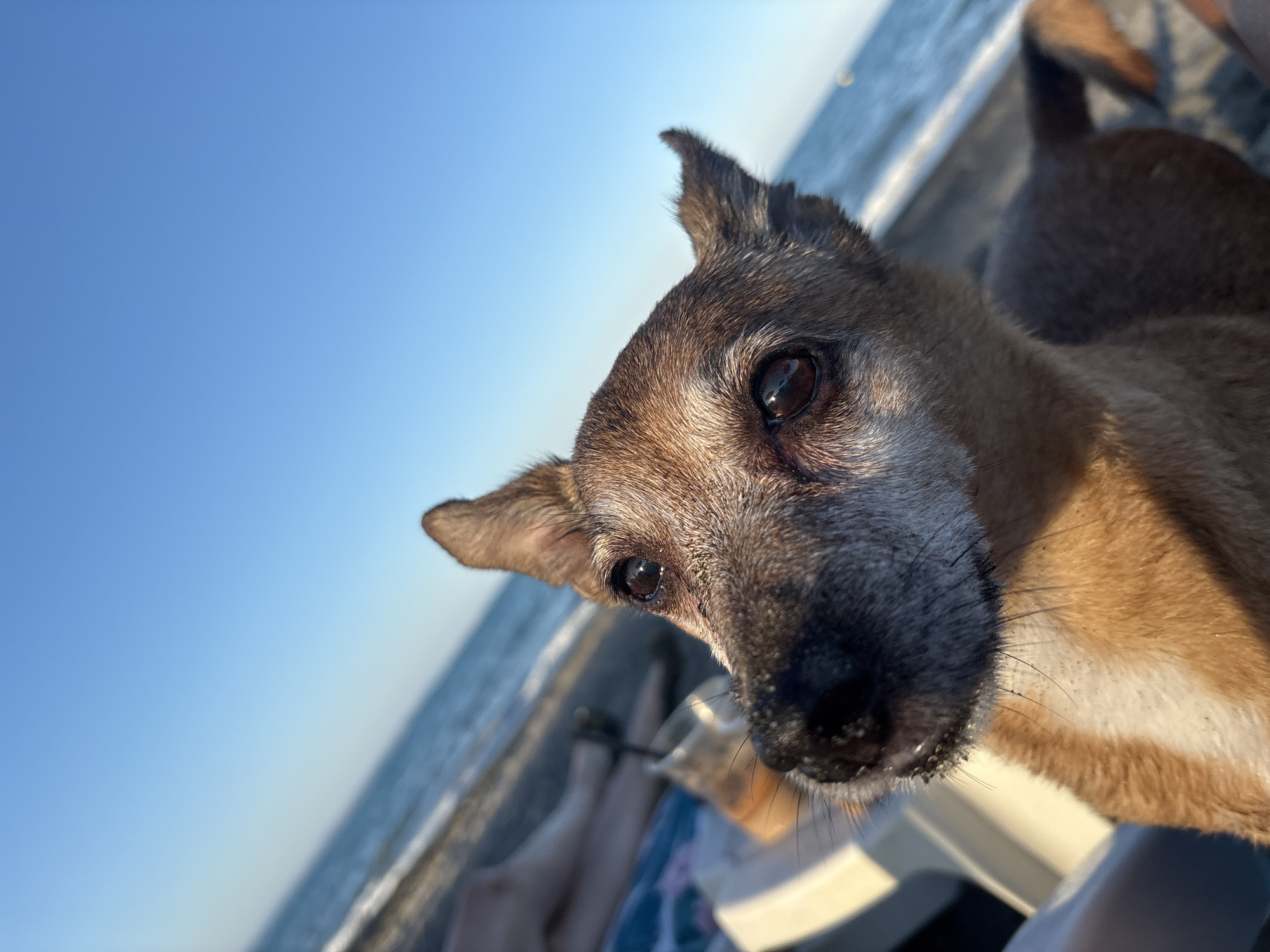 Beach day in Burgas with a very photogenic dog