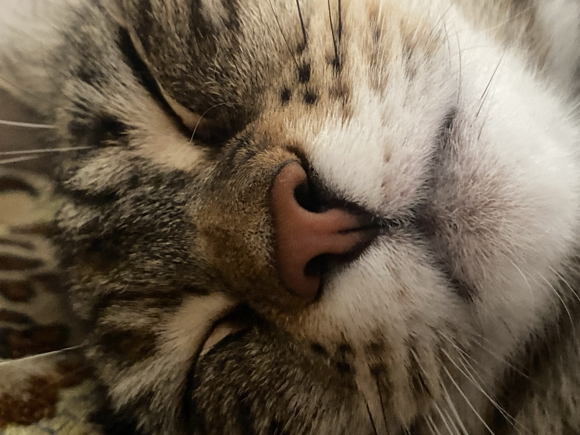 Two cats at home in Maykop, one napping, one wide awake