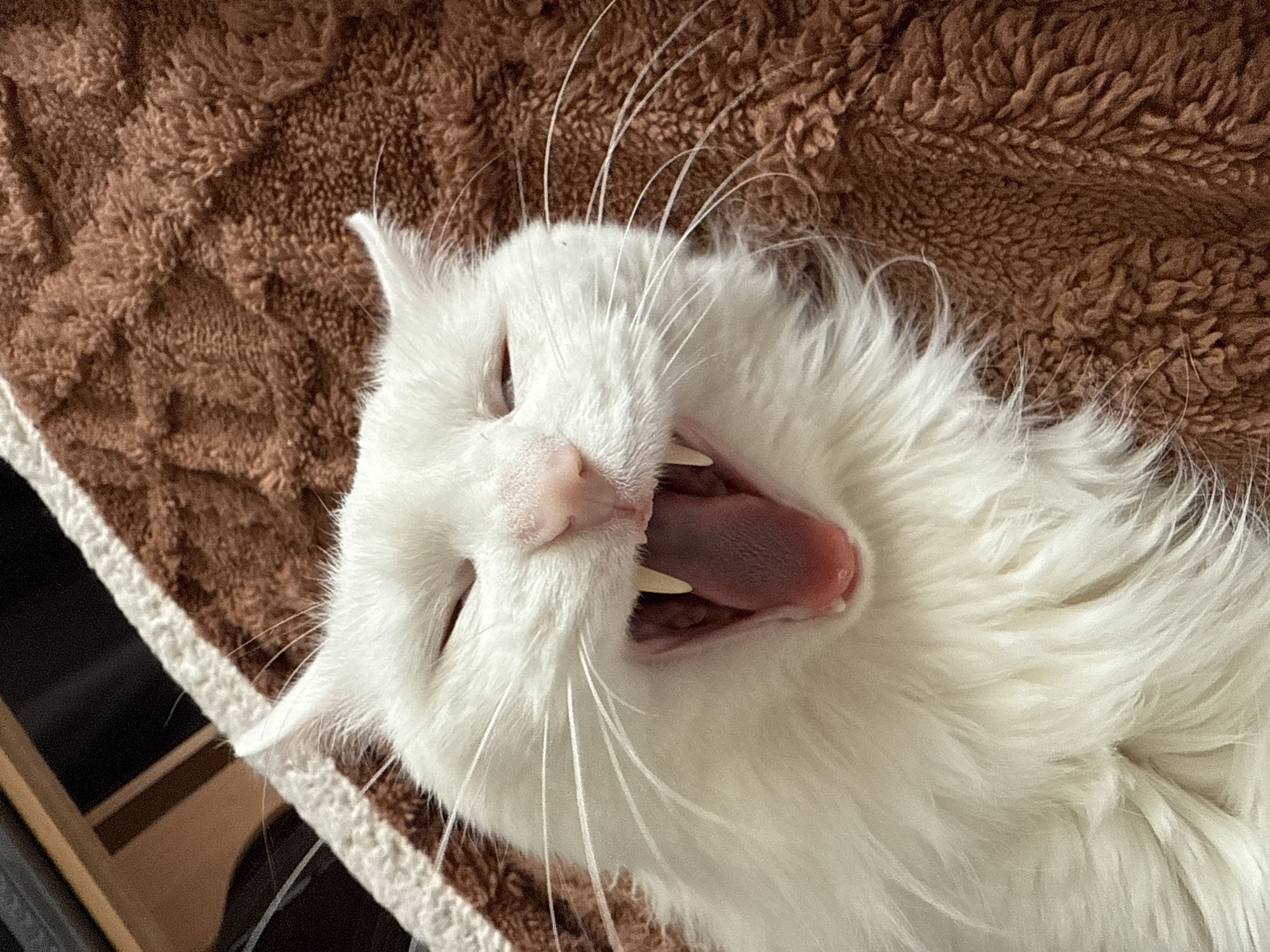 White cat rests on blanket in Mirny, Russia