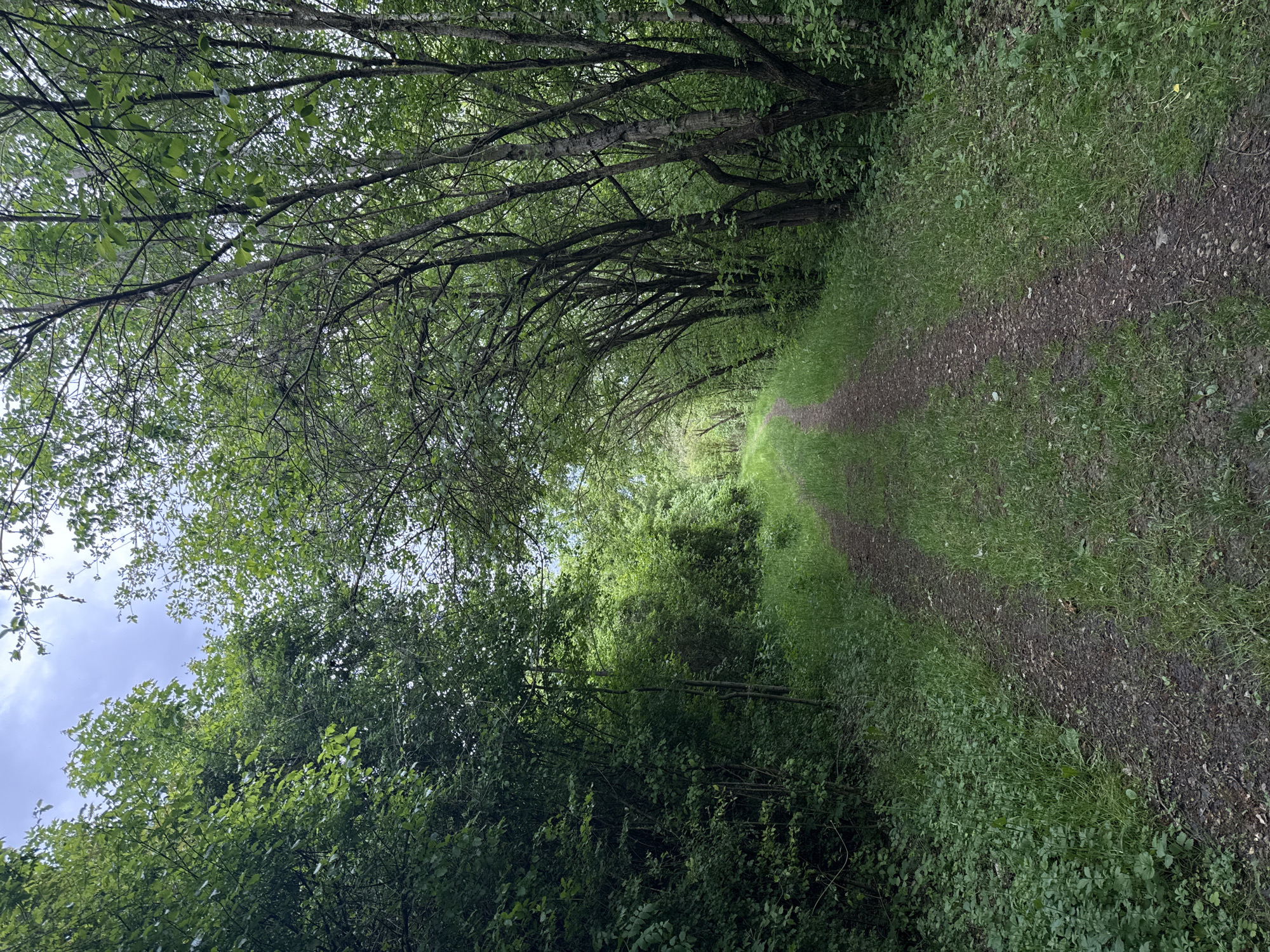 Dog explores paths and grassland in Schifflange, Luxembourg