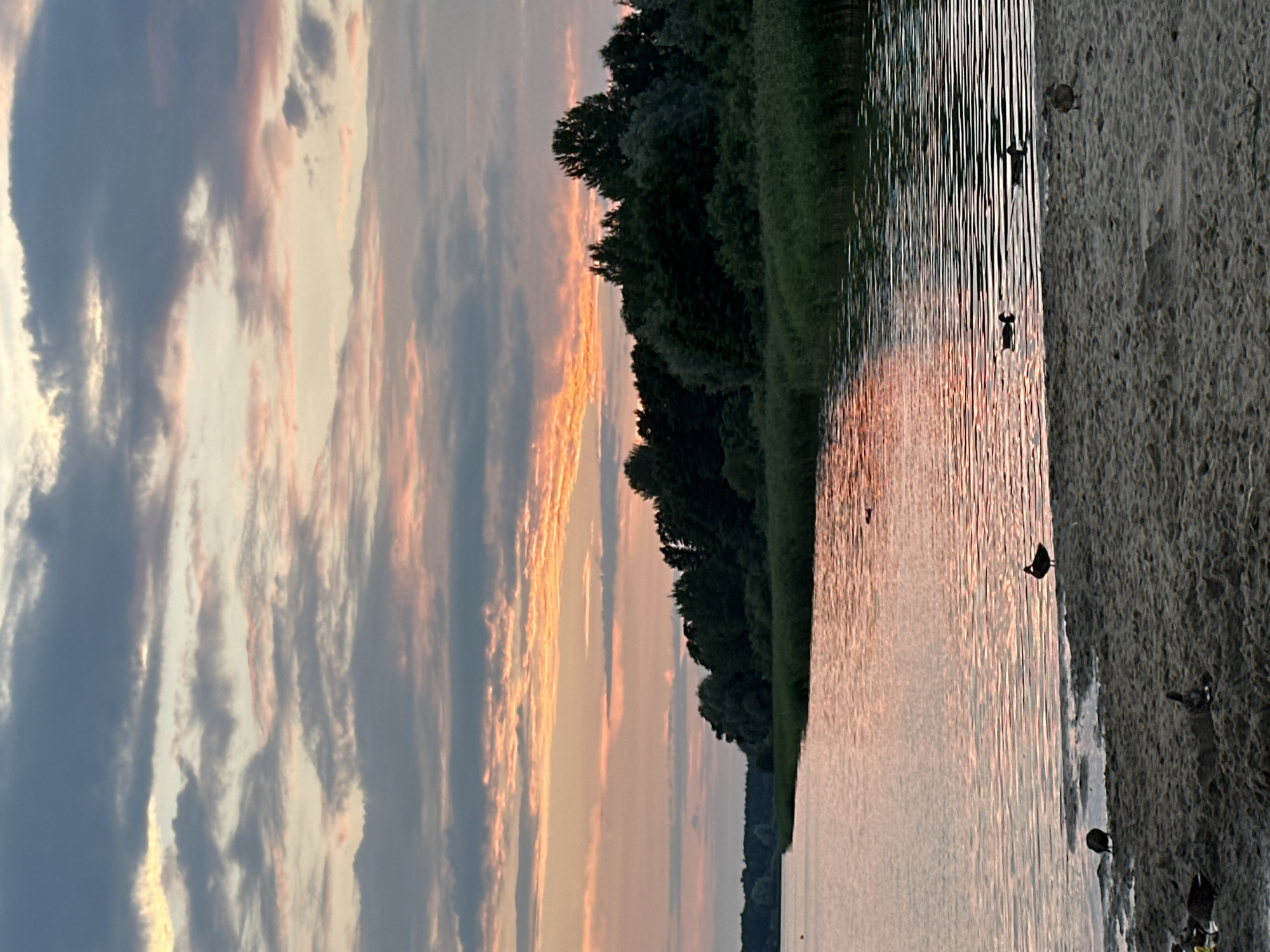 Mallards and a pink sunset along Tallinn's waterfront