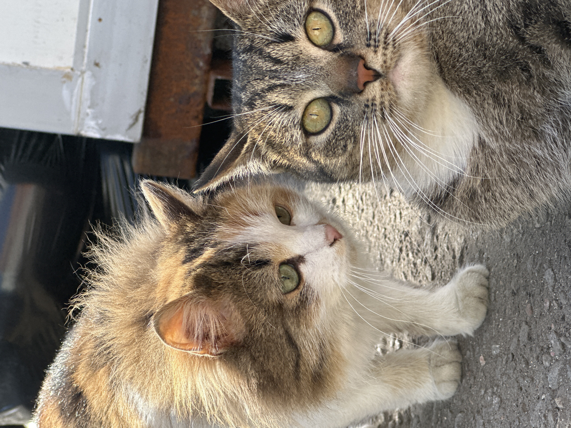 Residents interact with stray cats in Russian village