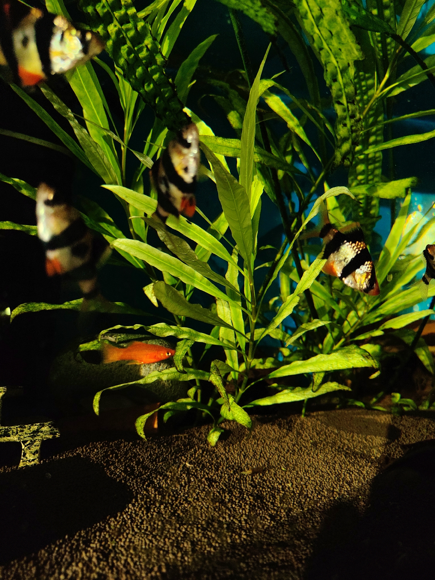 Moscow Scenes: Aquarium Plants and Butovo Park Views Documented