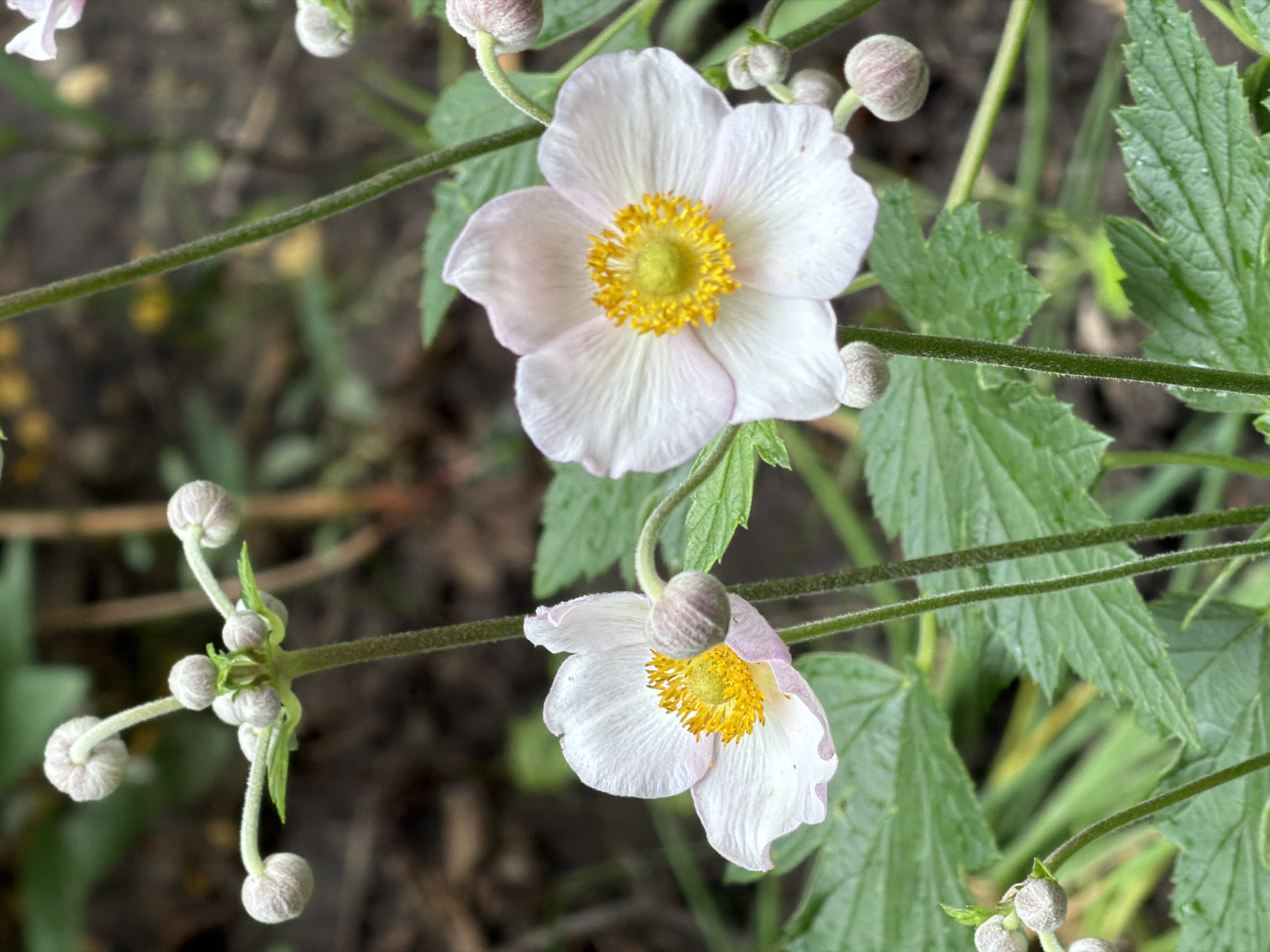 Kyiv garden in bloom, nine flowers photographed up close