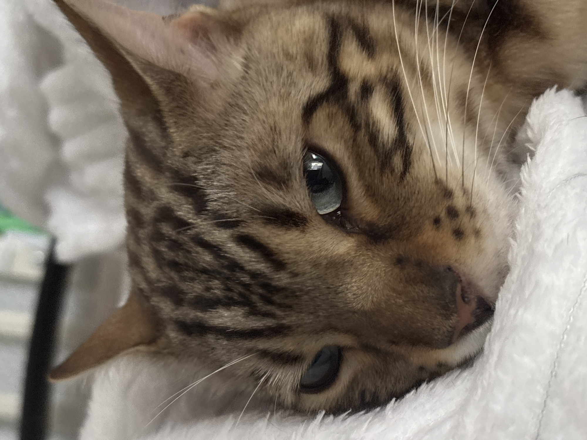 Bengal cat lounging at home, selfies in the mix
