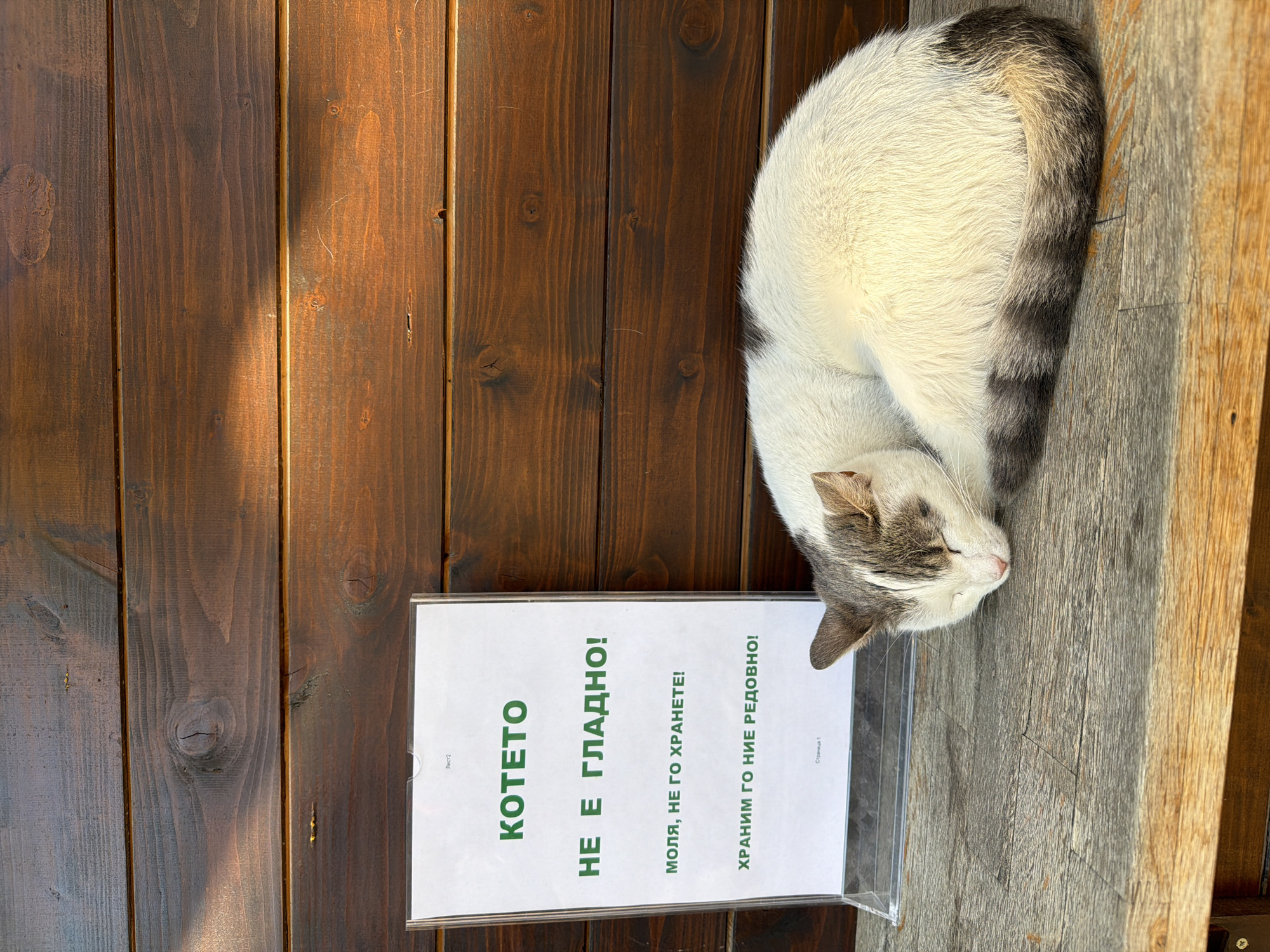 Cat rests beside Bulgarian sign in Sofia