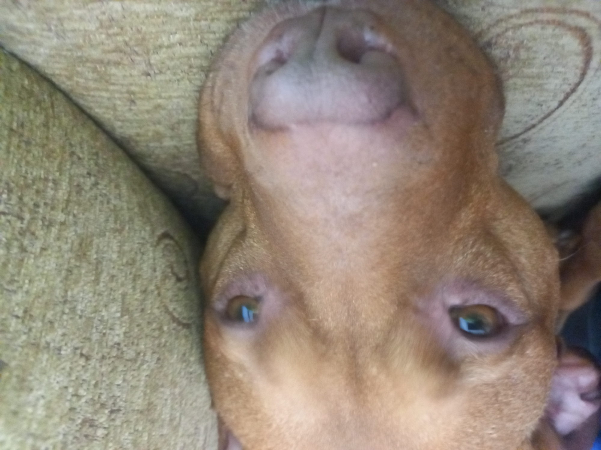 Tan dog spotted resting upside down against beige surface
