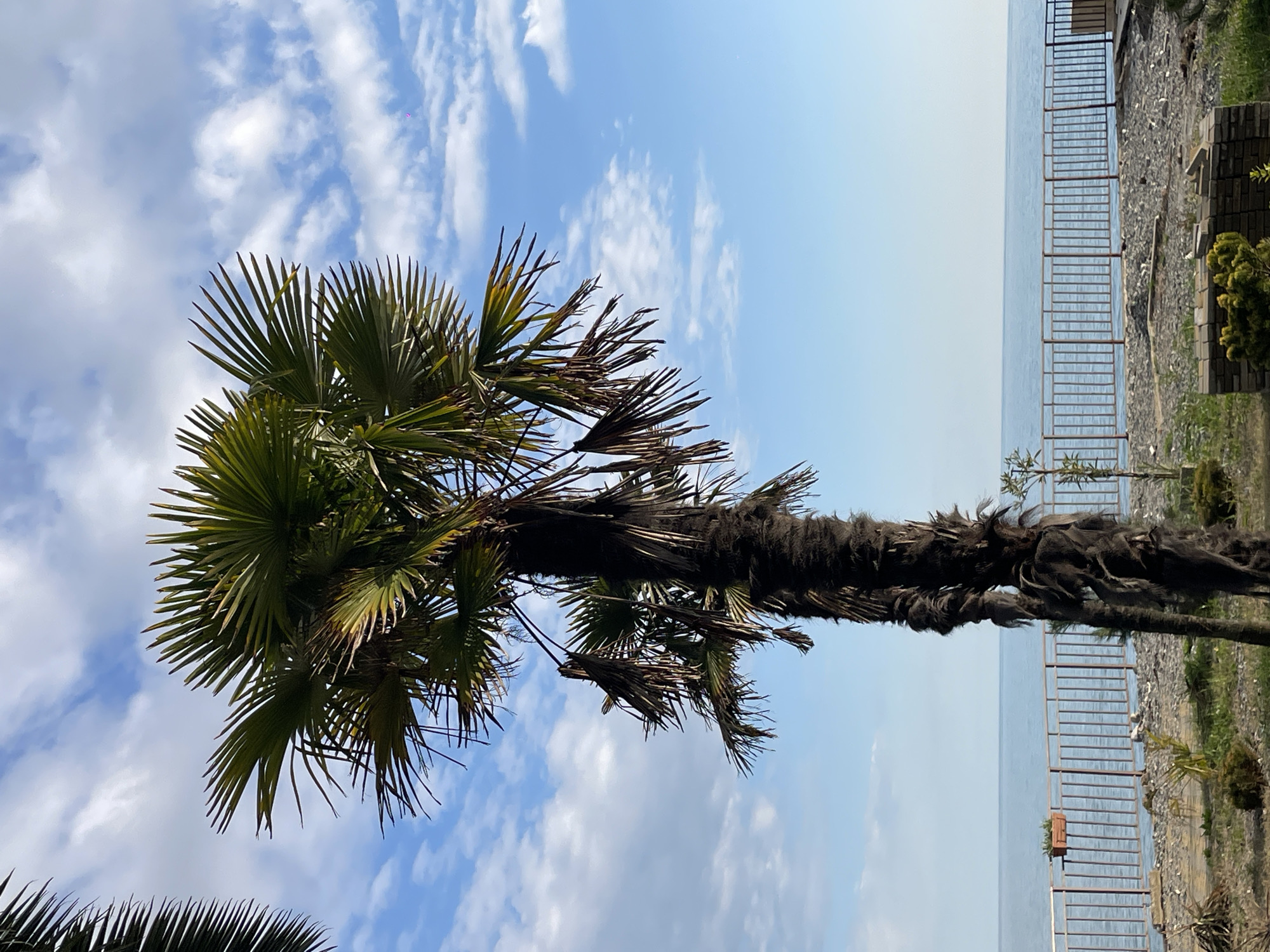 Tourist captures coastal Abkhazia cityscape with palms and buildings