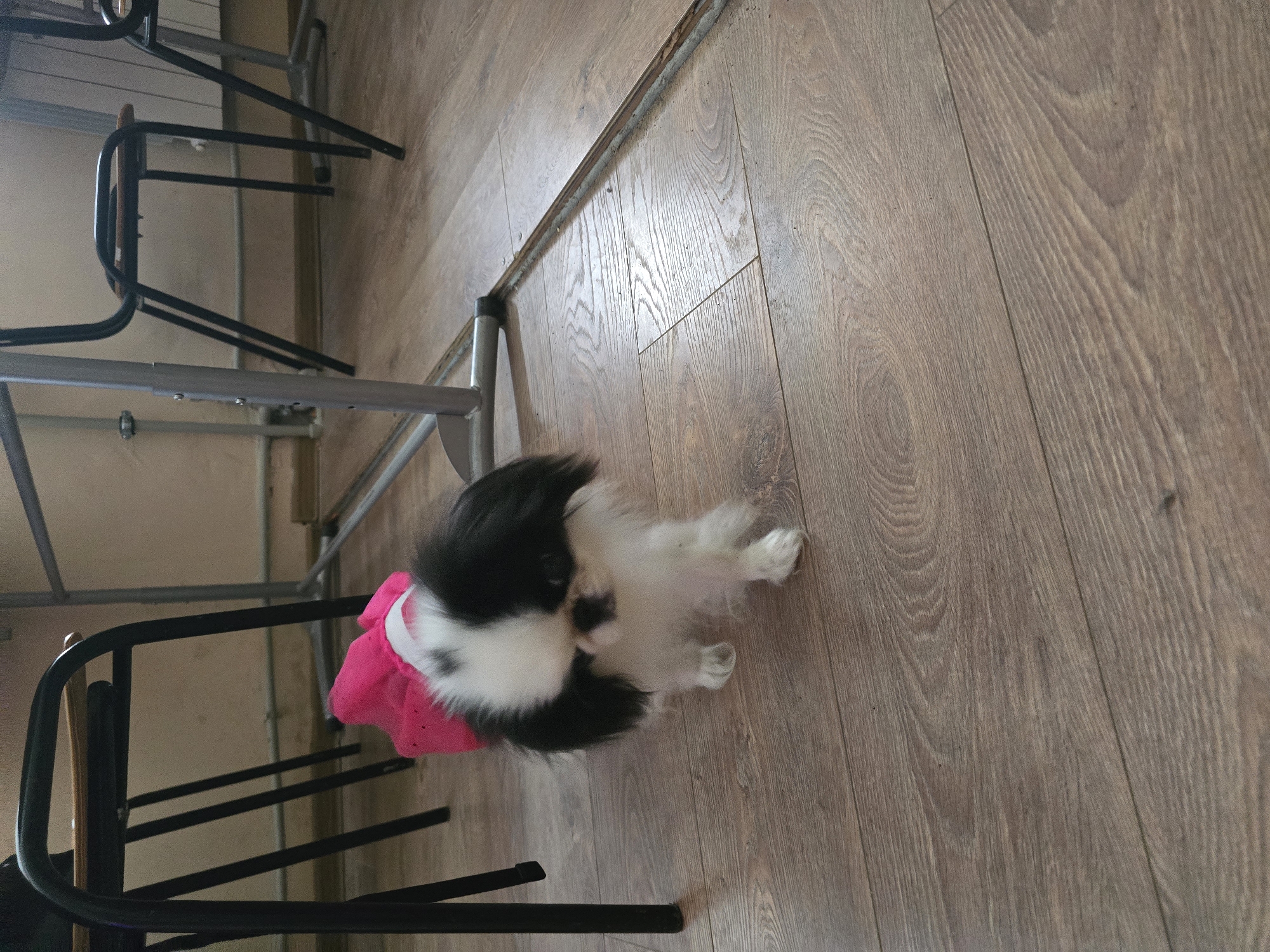 Small dog in pink outfit photographed in Berkovitsa, Bulgaria