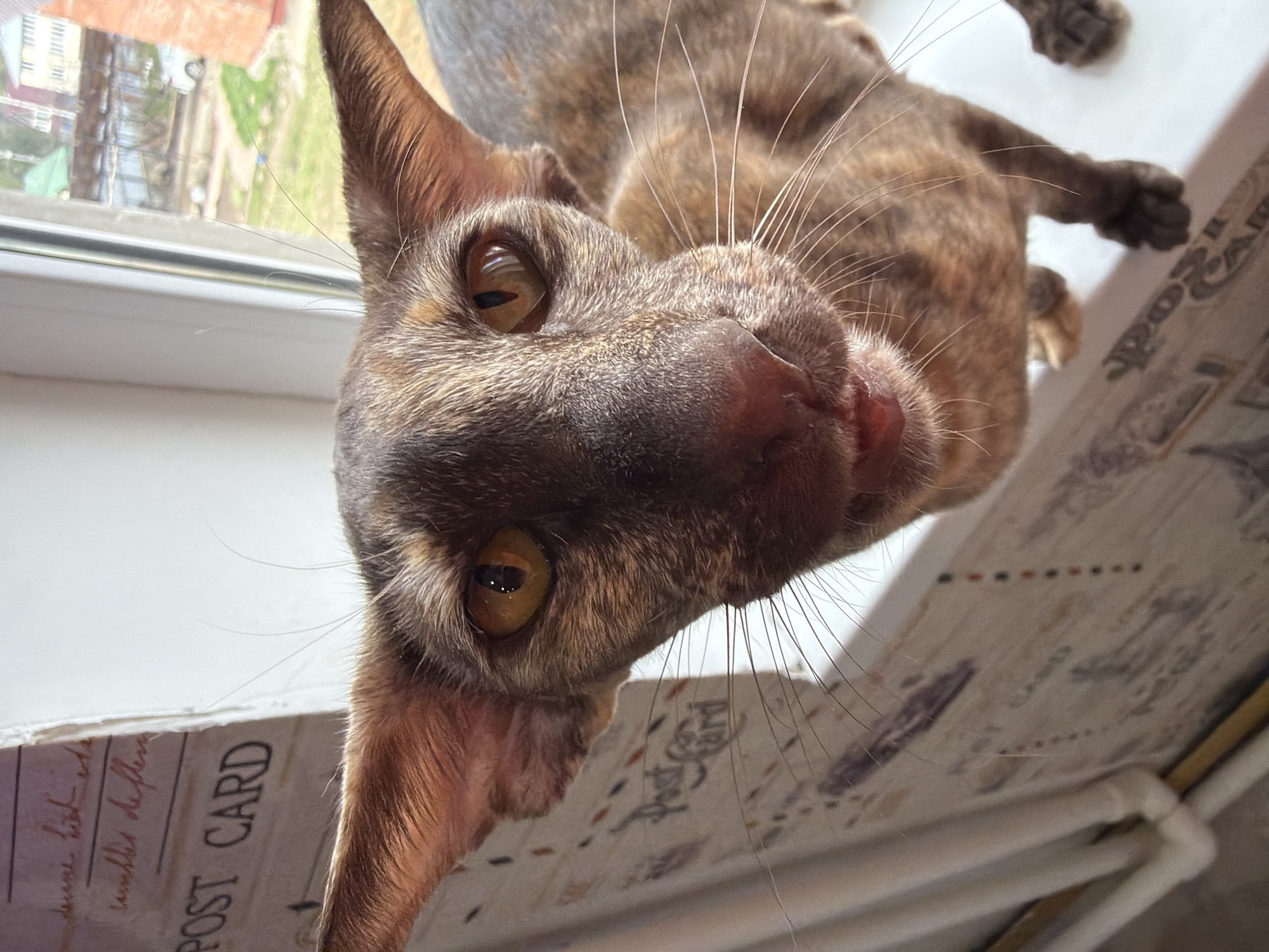 Brown cat rests on windowsill in Chaikovsky, Russia