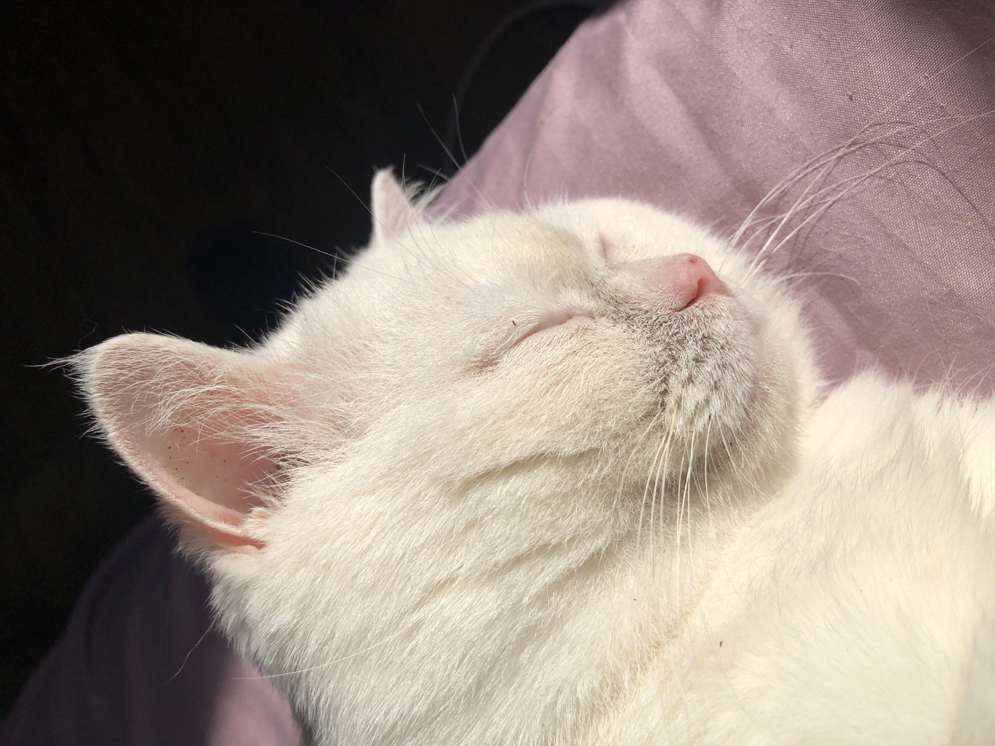 White cat naps, then watches the city from a sunny windowsill