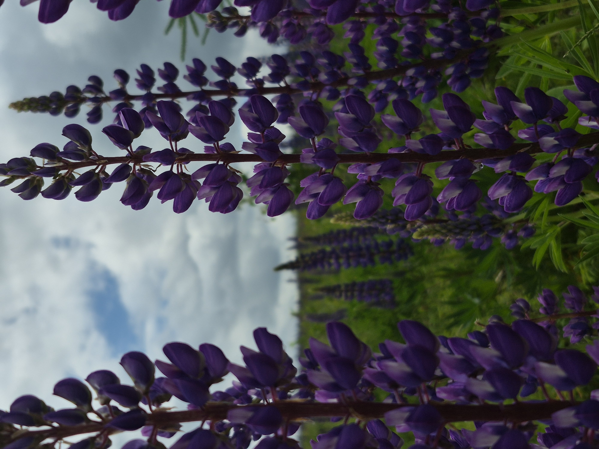 Person stands among blooming purple lupines in Russian field
