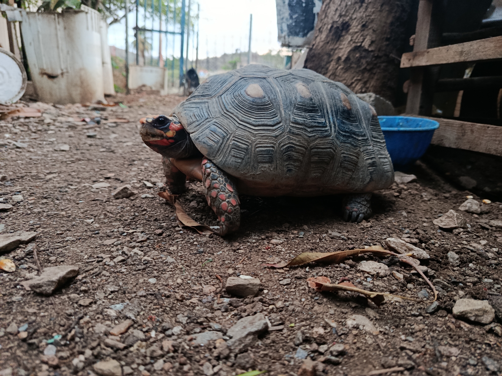Evening stroll through Altagracia: streets, murals, and tortoises