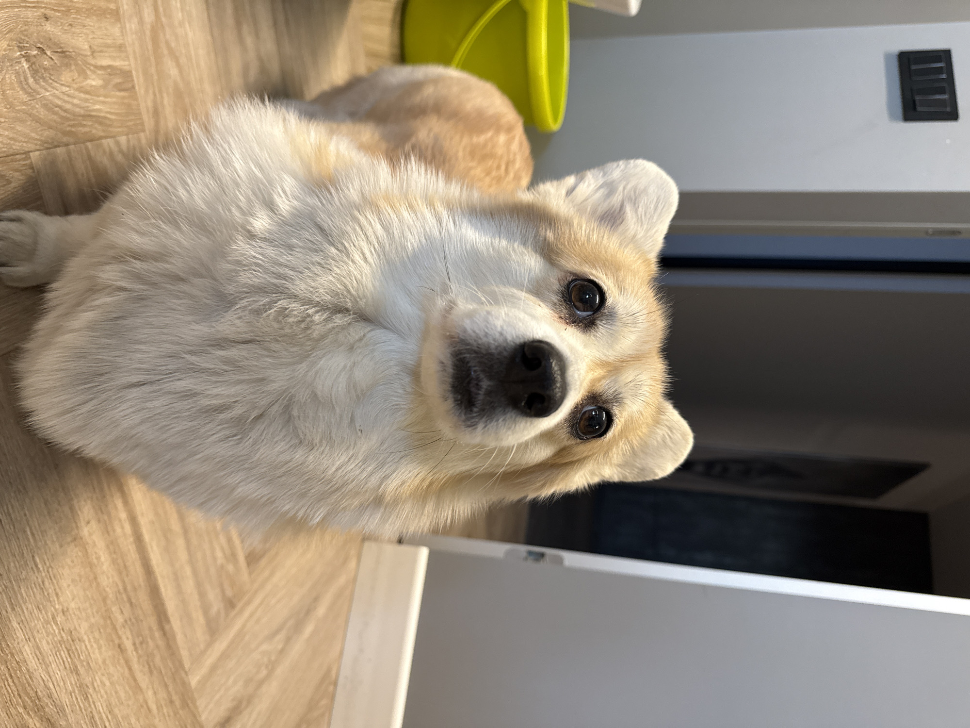Corgi spotted on routine walk in Krasnoyarsk