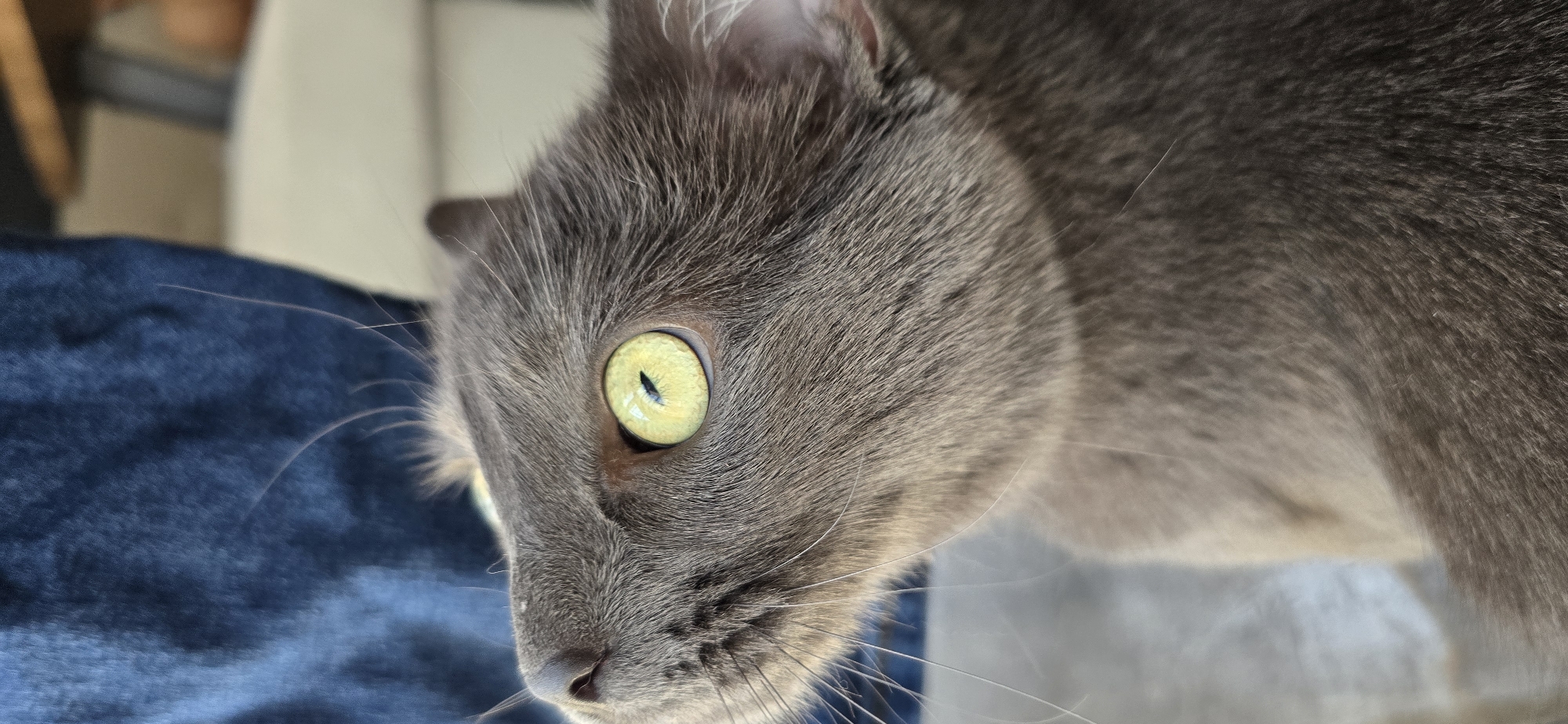 Grey cat caught grooming and resting in close-up detail