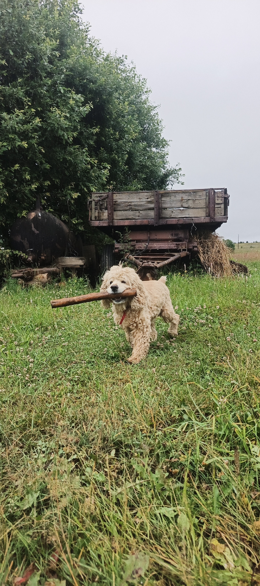 Dog plays fetch in a rural Russian field on a cloudy day