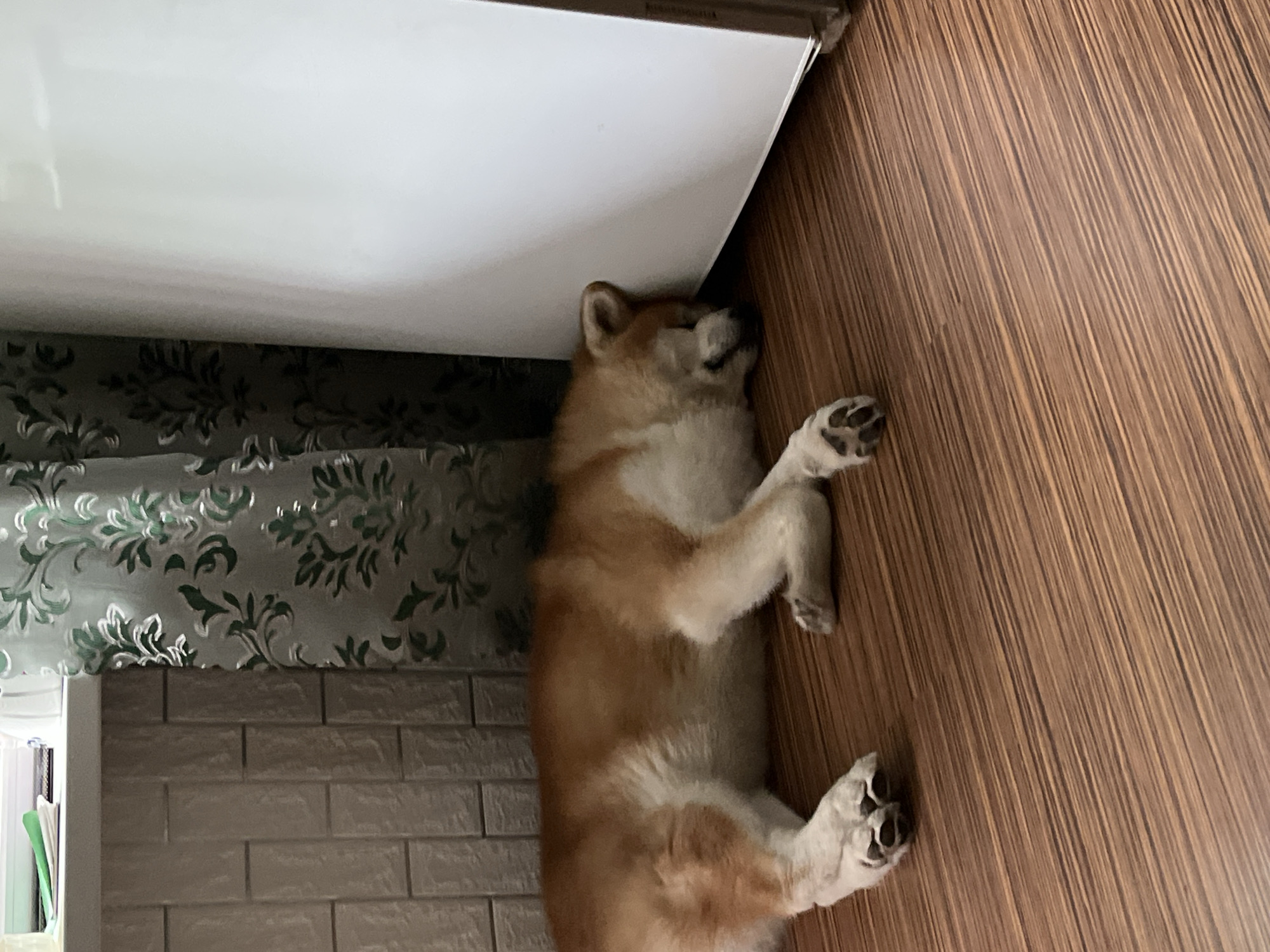 Domestic life documented across 21 minutes in Minsk apartment