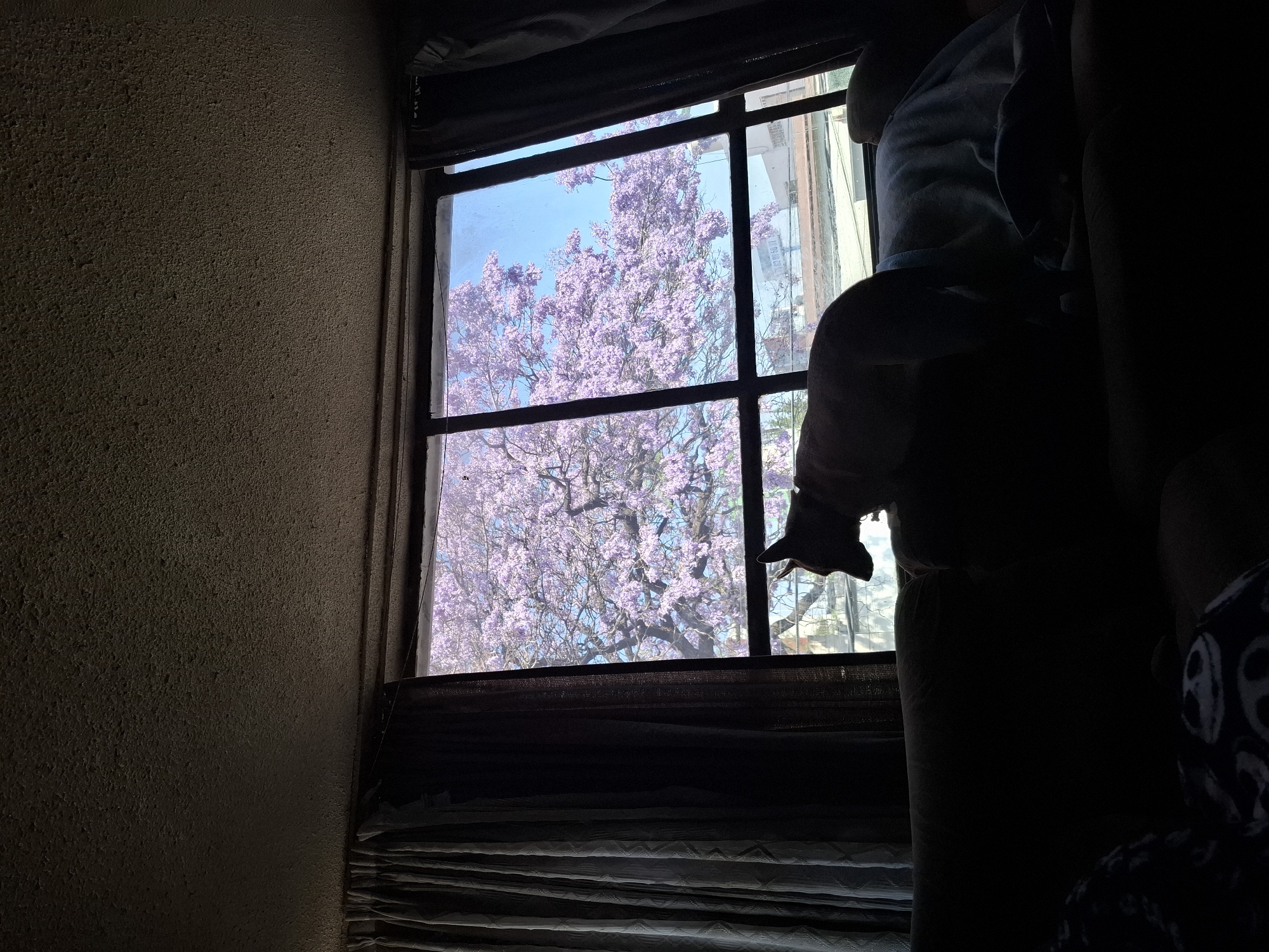 Purple blossoms viewed through window in Naucalpan de Juárez