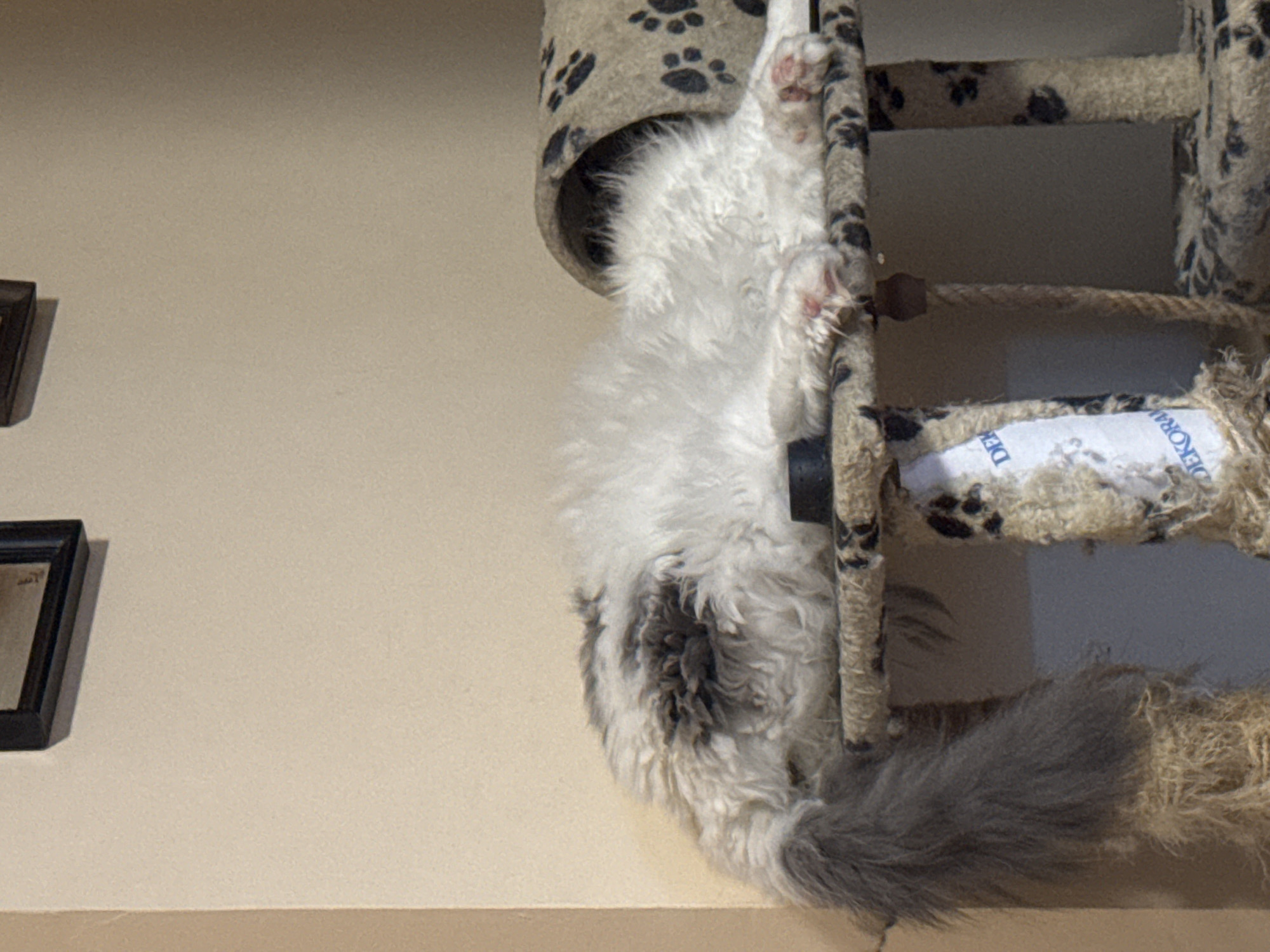Cat and floral artwork captured in Sofia home