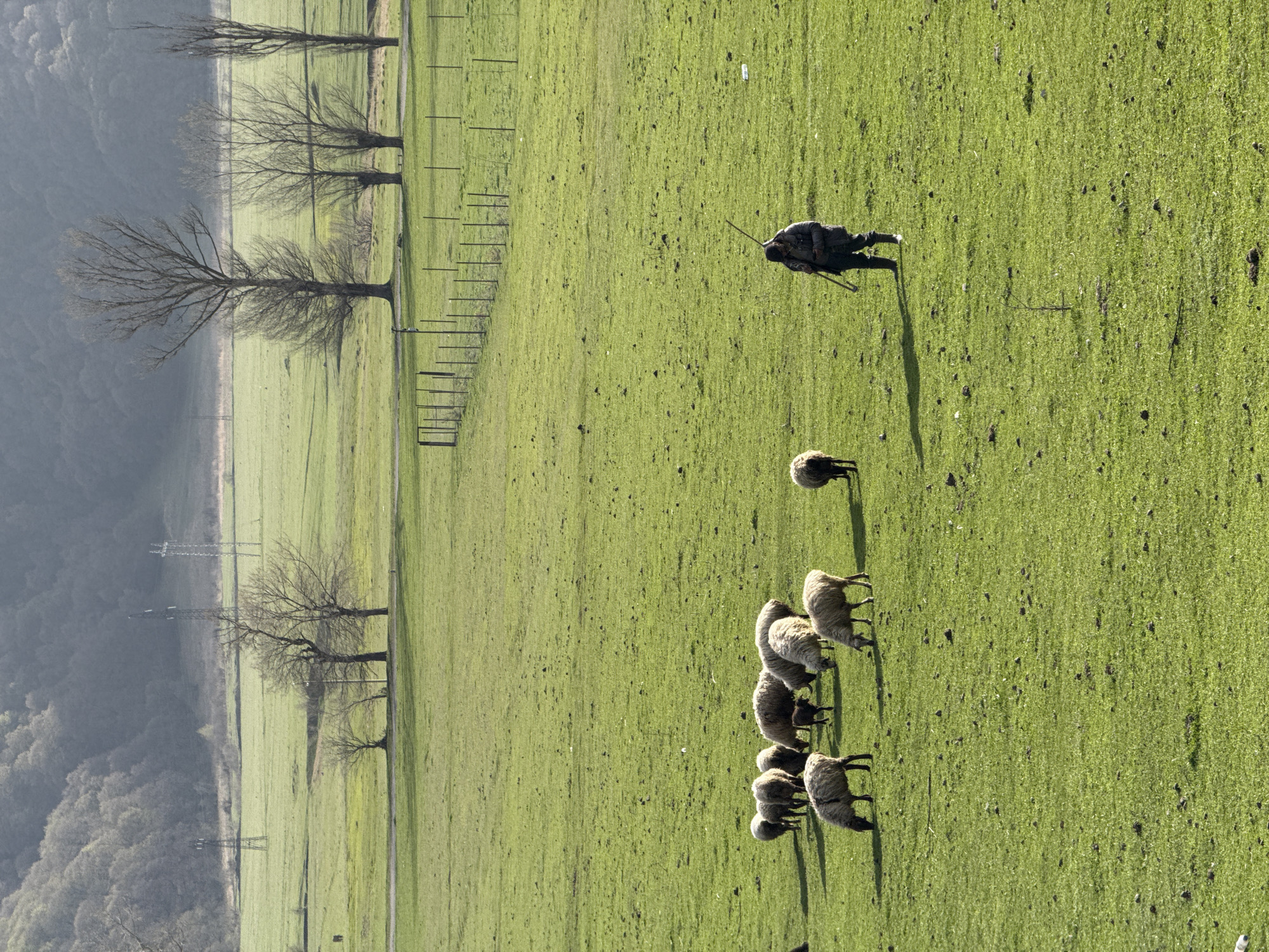 Shepherd tends flock in Armenian countryside near mountains