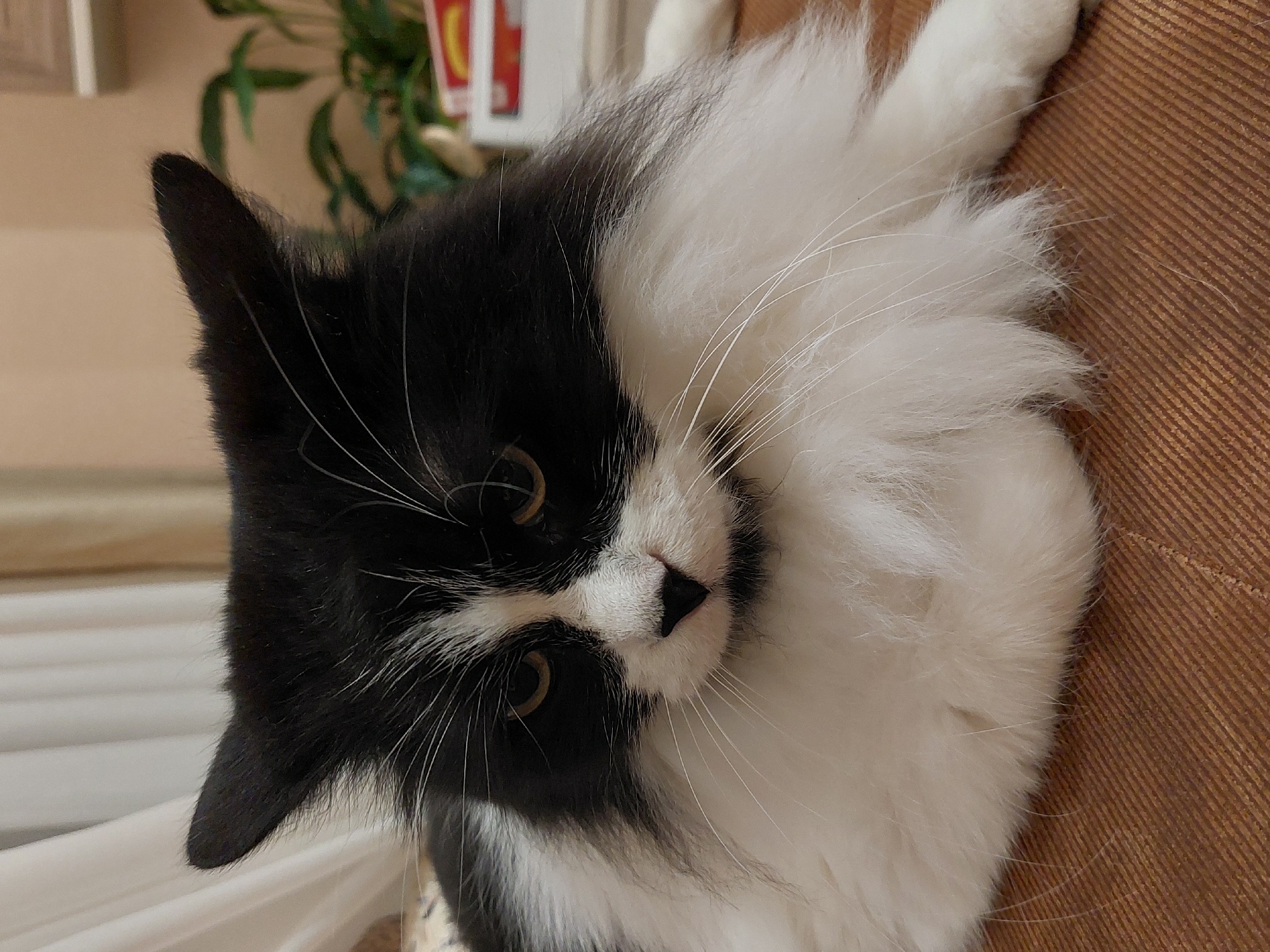 Tuxedo cat's lazy afternoon documented in Plovdiv home