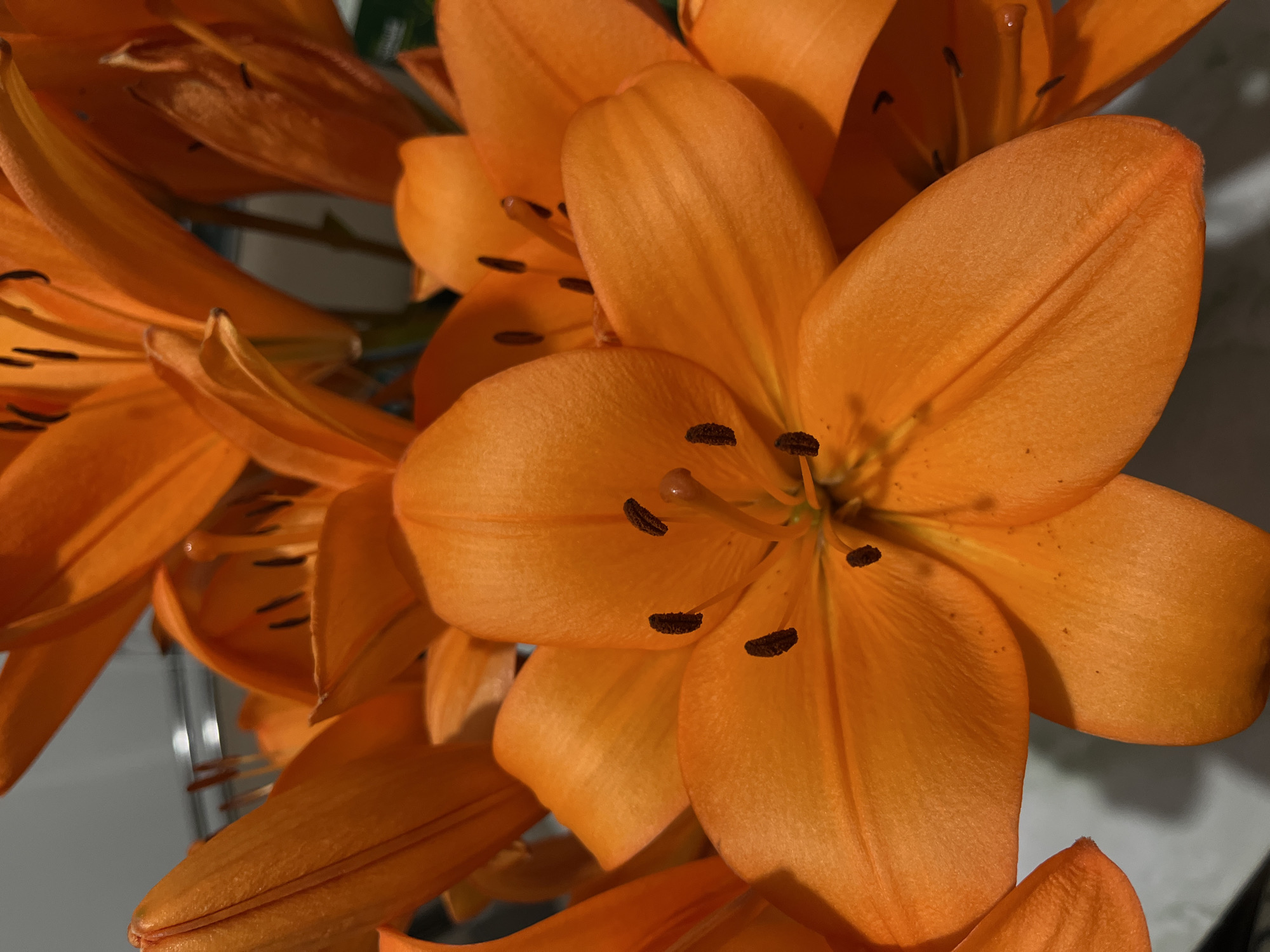 Bright orange lilies in bloom, close-up in Rozhdestveno