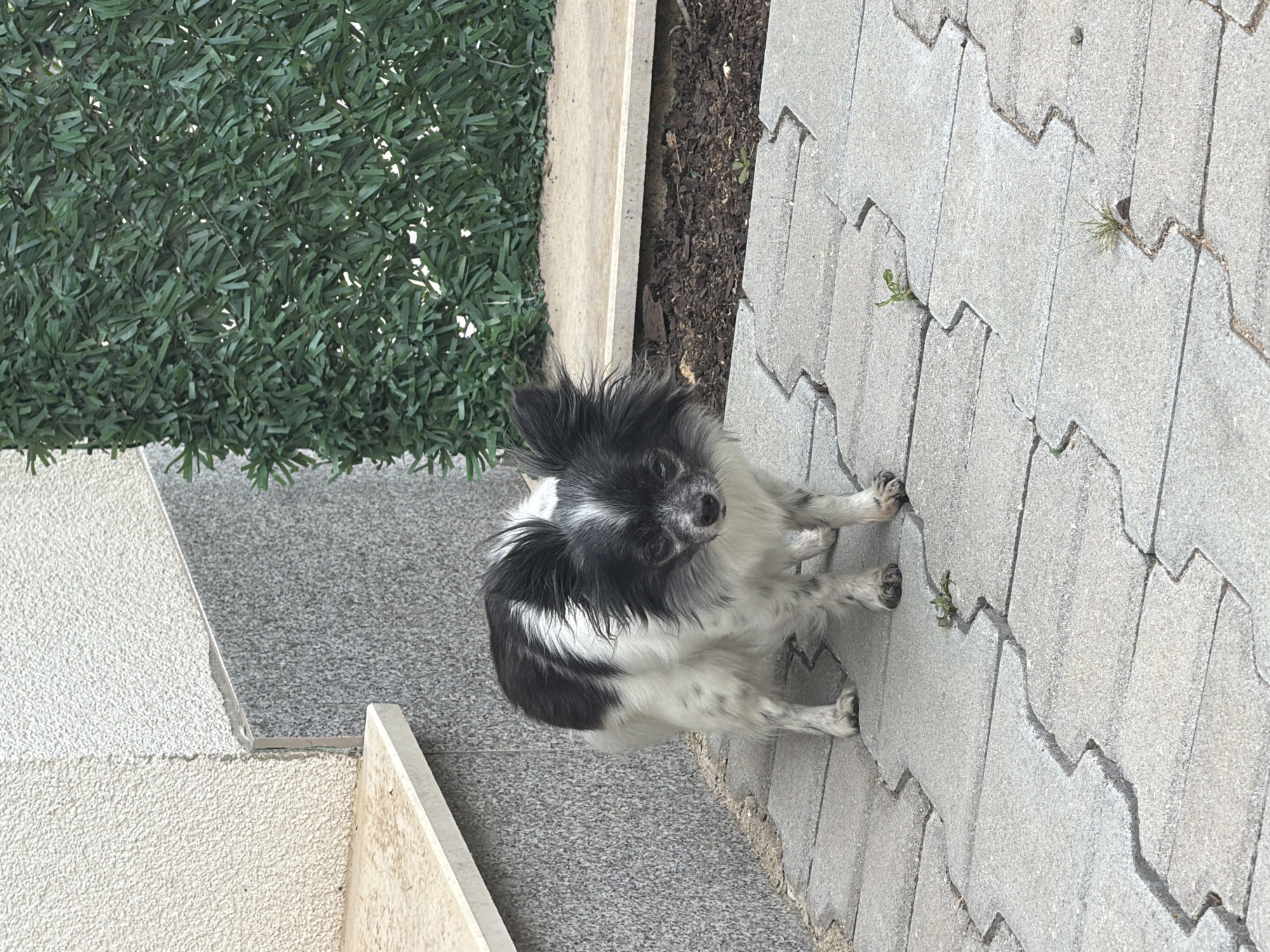 Rooftop hangout with a fluffy dog, Sofia