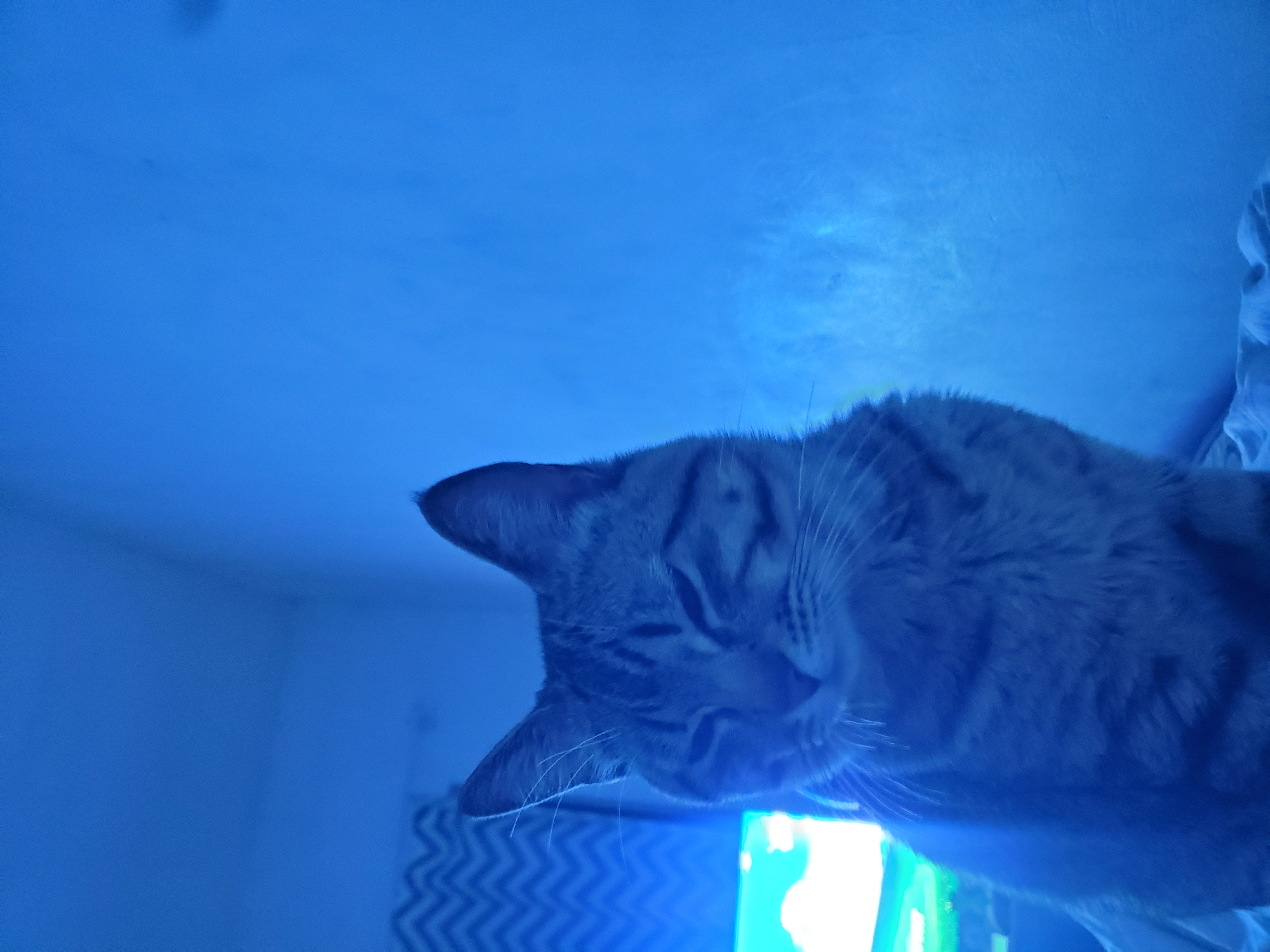 Tabby cat photographed in multiple poses during Curitiba night