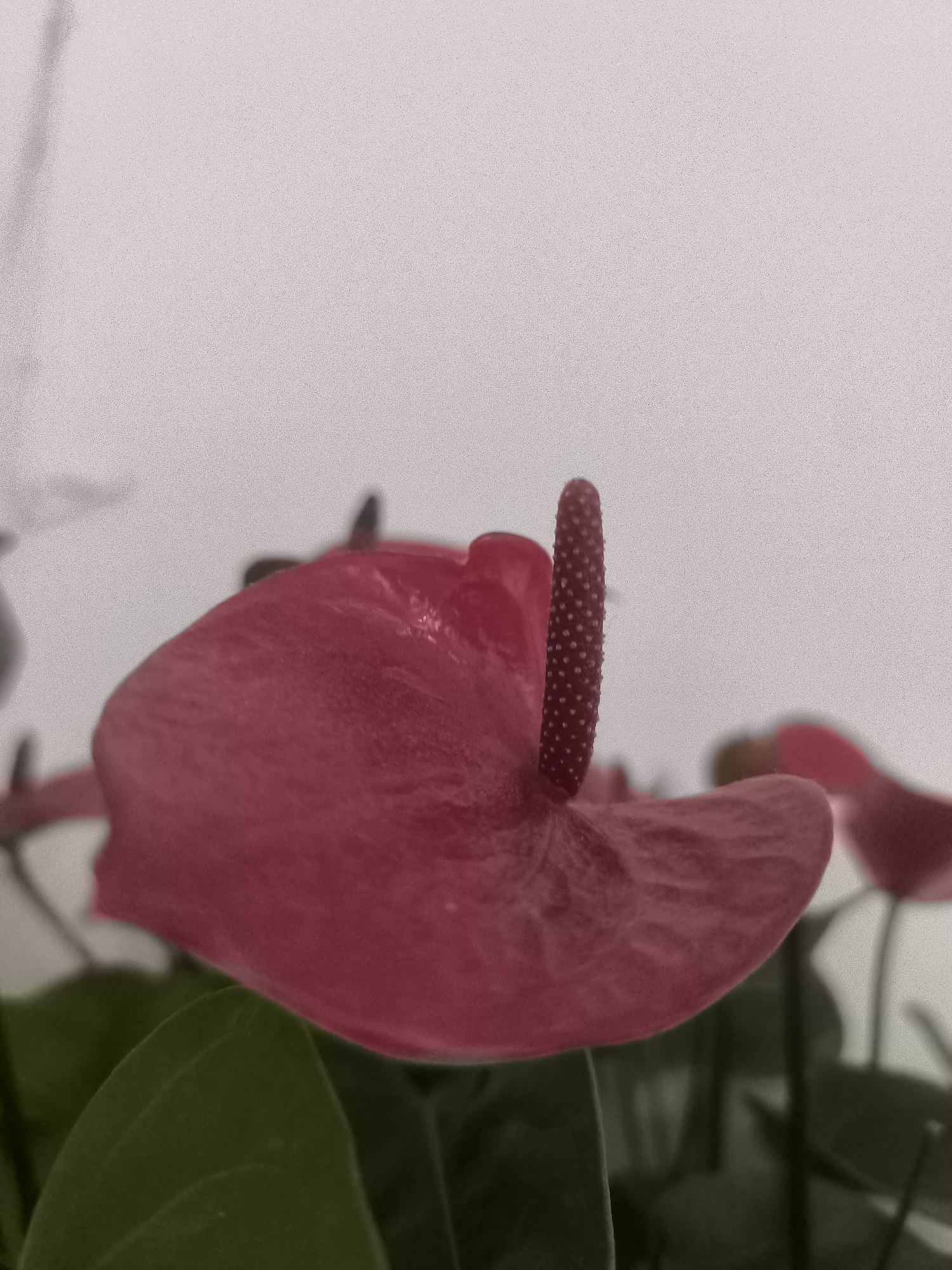 Quiet afternoon moments: flowers and cat at rest