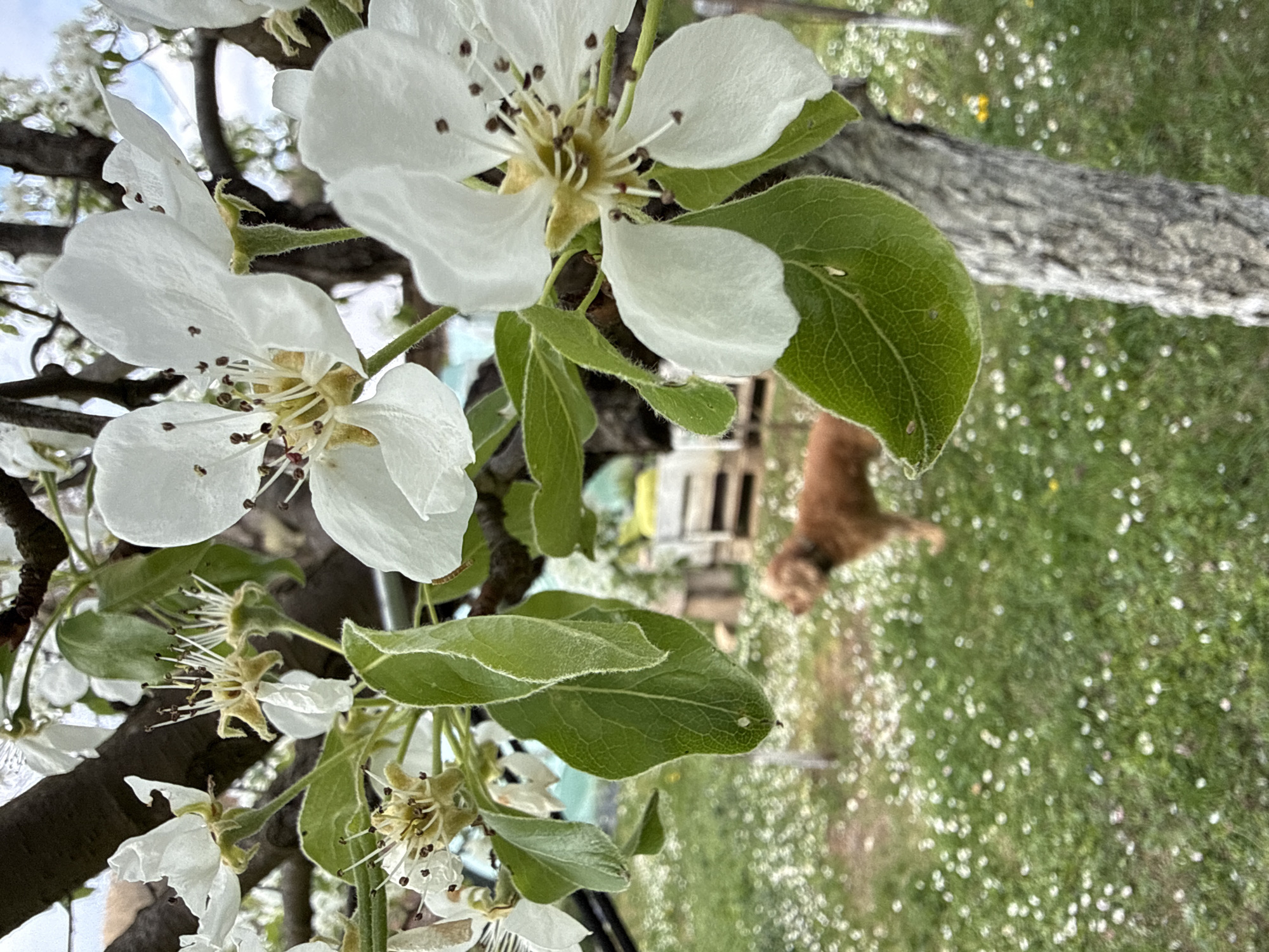 Spring day with dog amid blooming trees in Bulgarian village