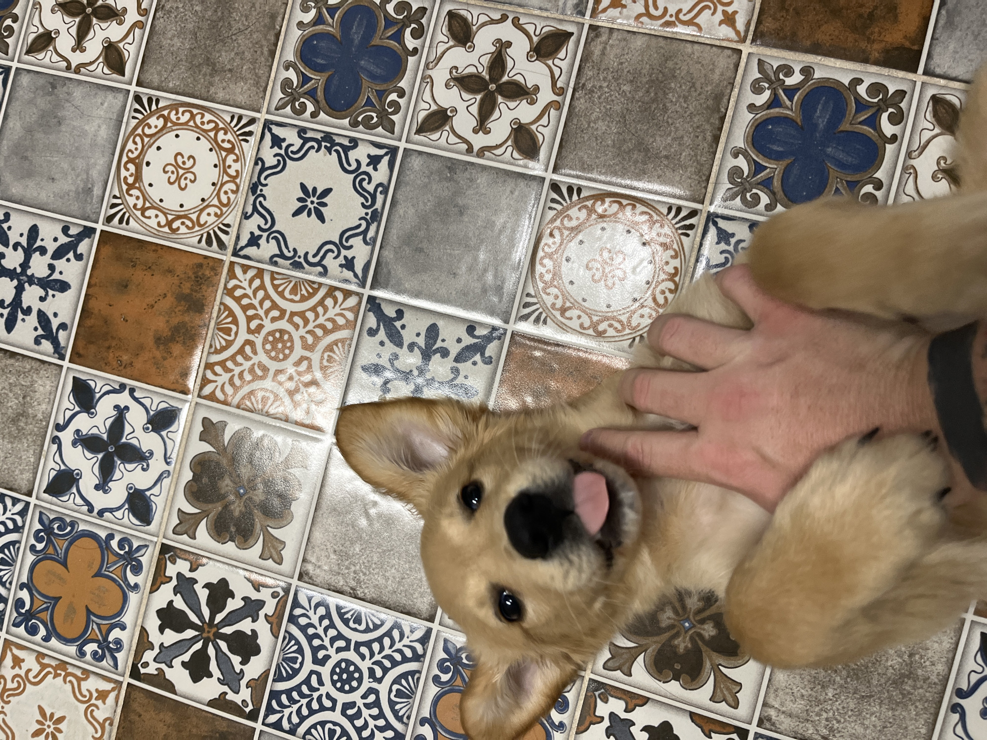 Spring moments in Kostinbrod: playful puppy and blooming daffodils