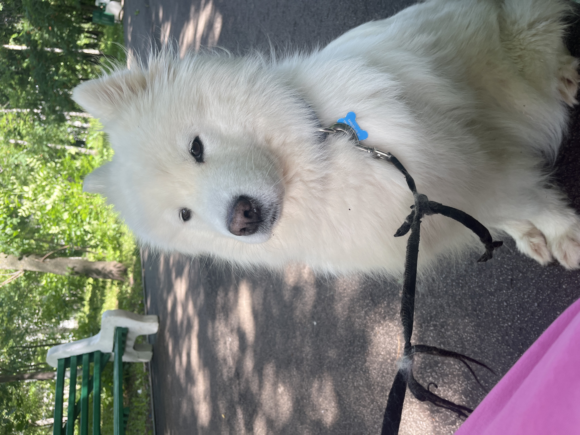 Park hangout with a white Samoyed, selfies and all.