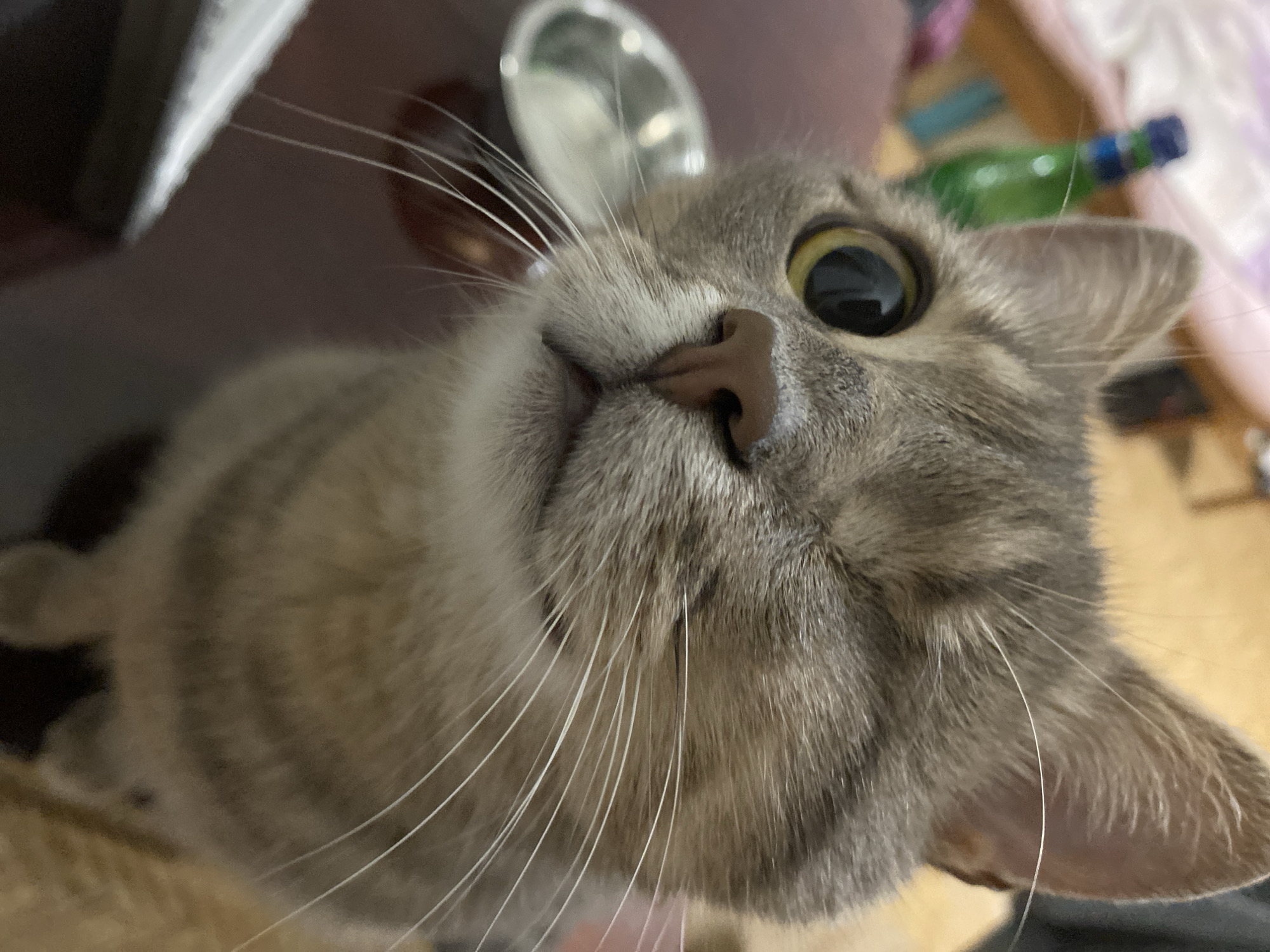 An evening's worth of casual, close-up cat portraits at home