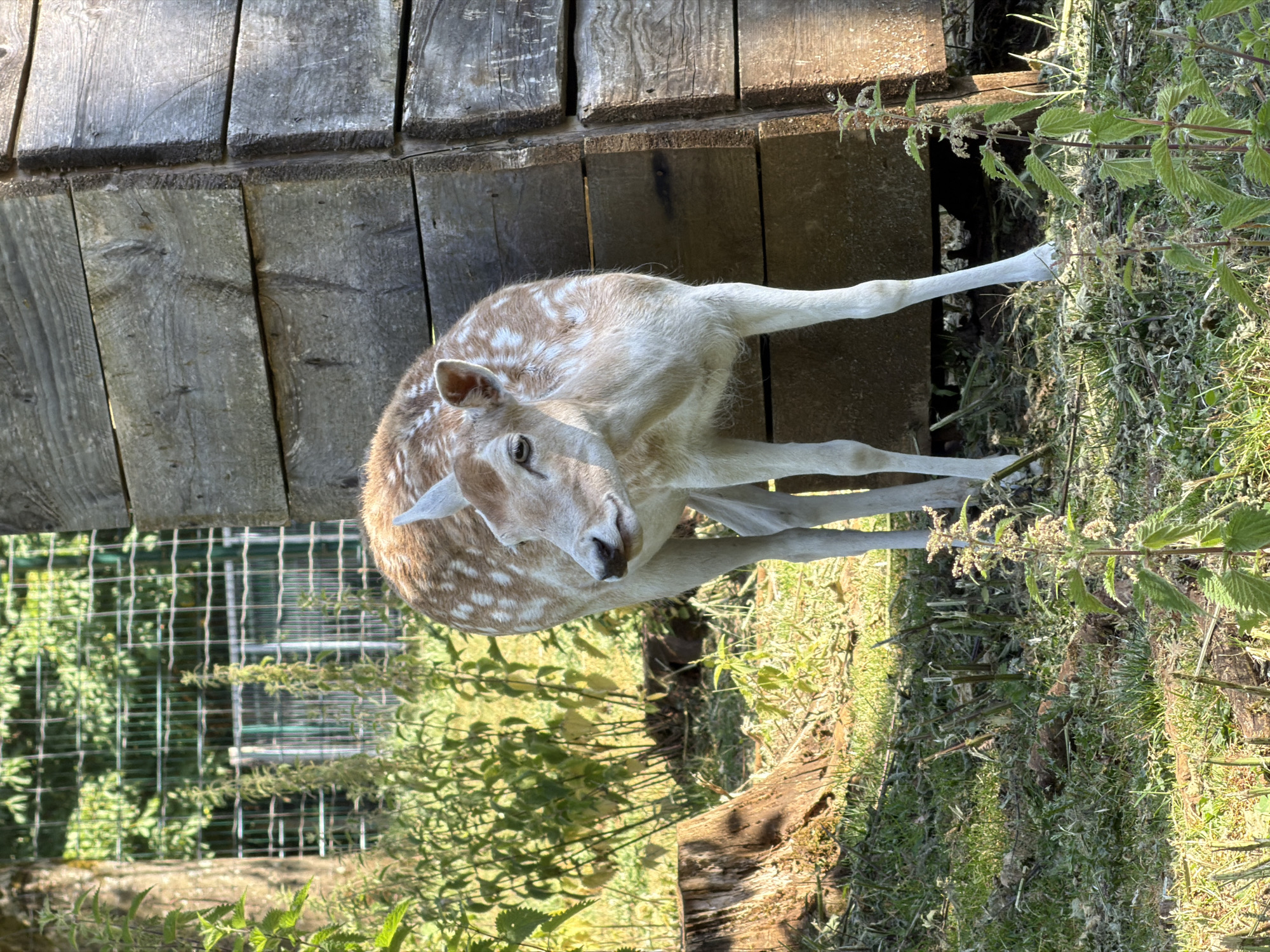 Forest walk and wildlife at a Luxembourg nature park