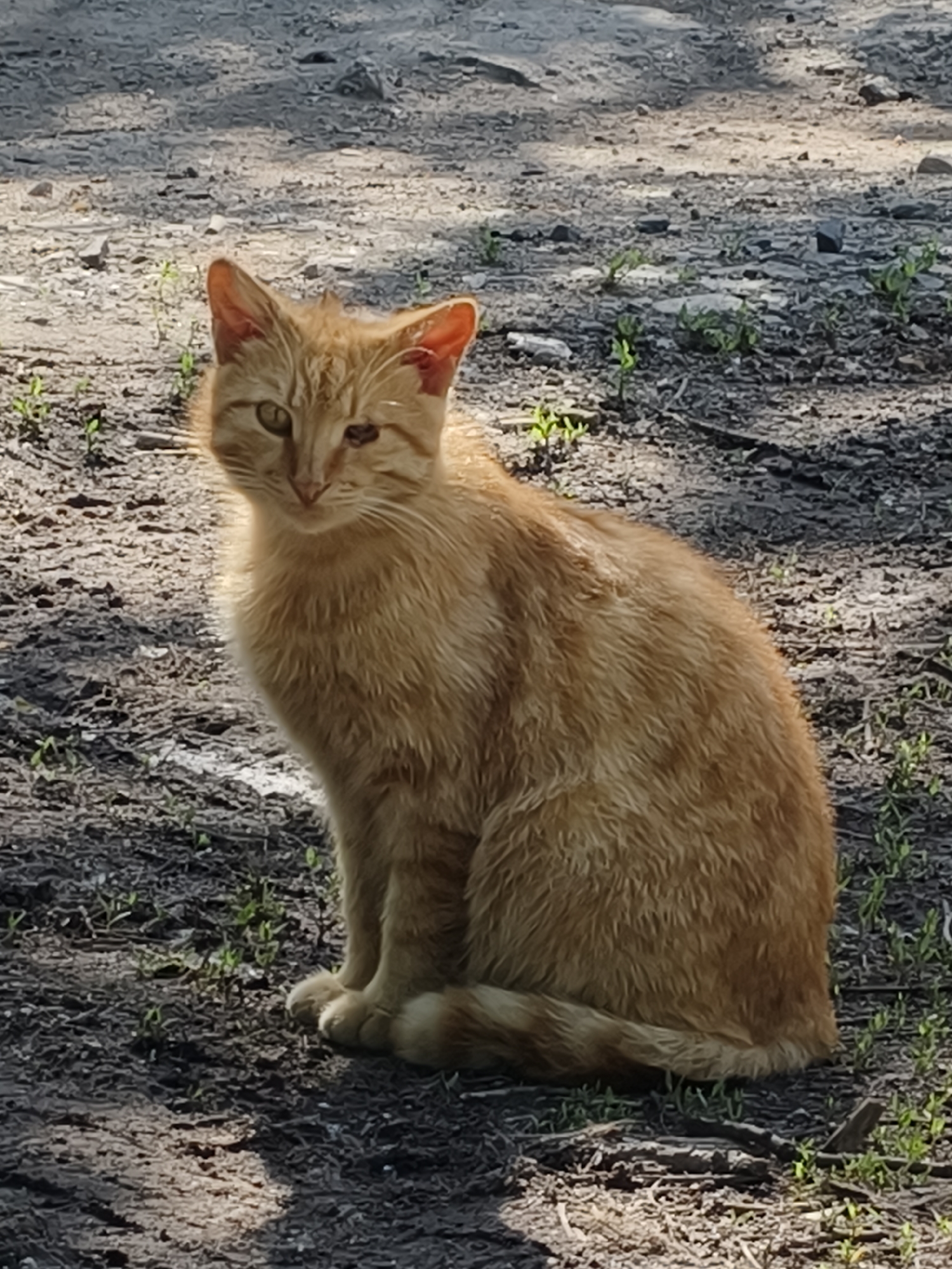 Orange tabby cat observed in sunlit garden in Kryvyi Rih