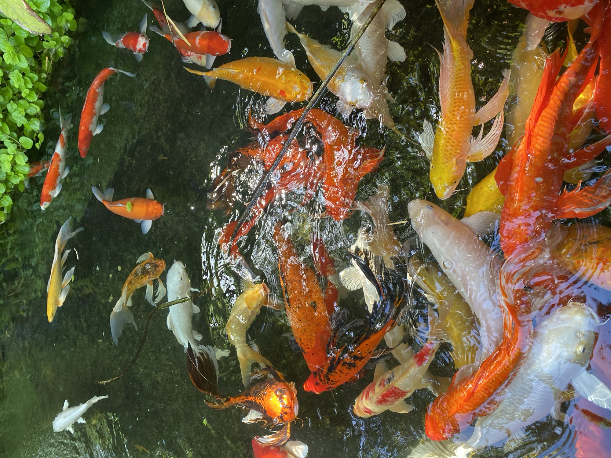 Colorful koi fish gather for feeding in Rawai pond