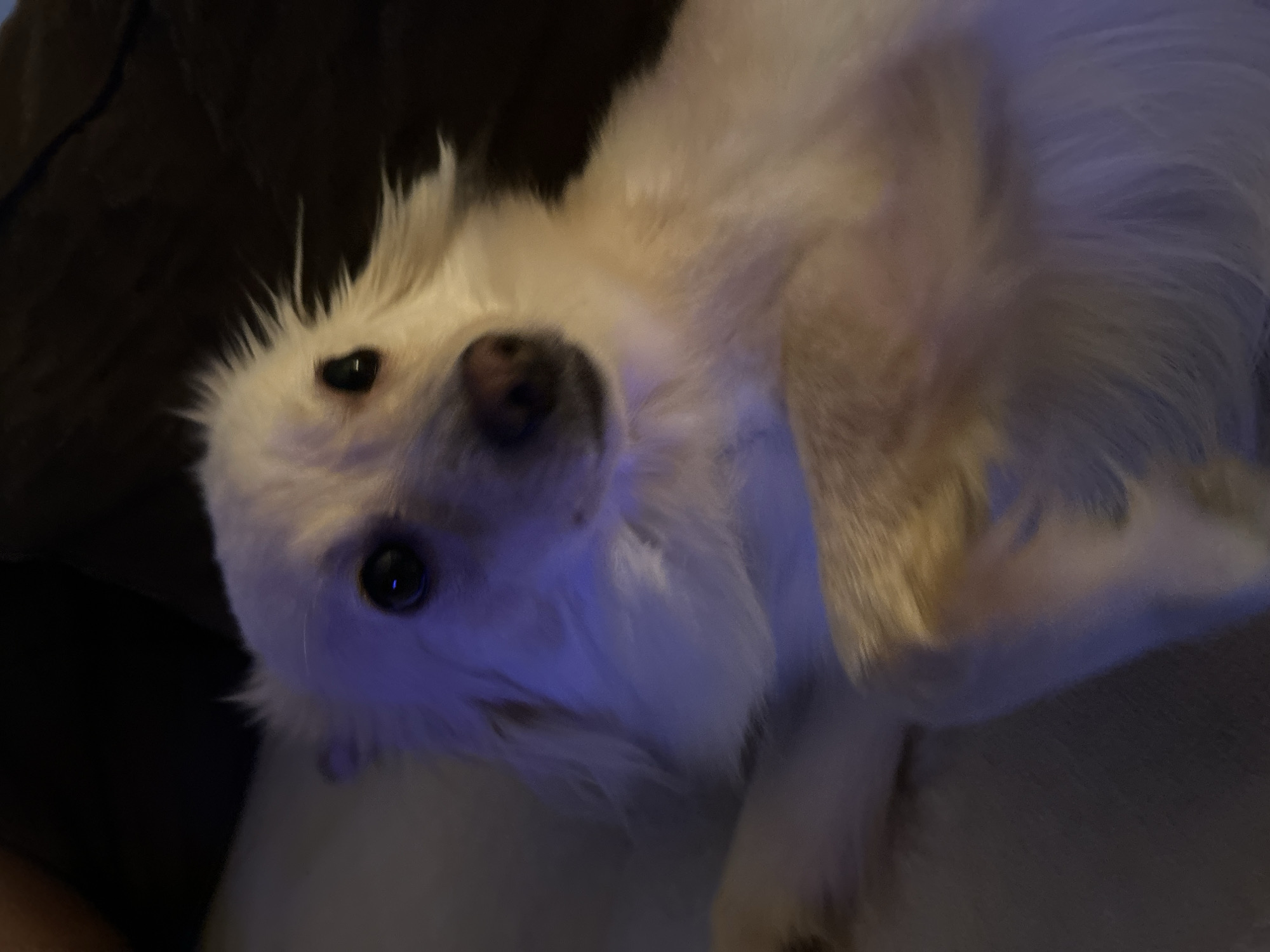 Fluffy dog relaxing on a couch in Sofia, multiple angles