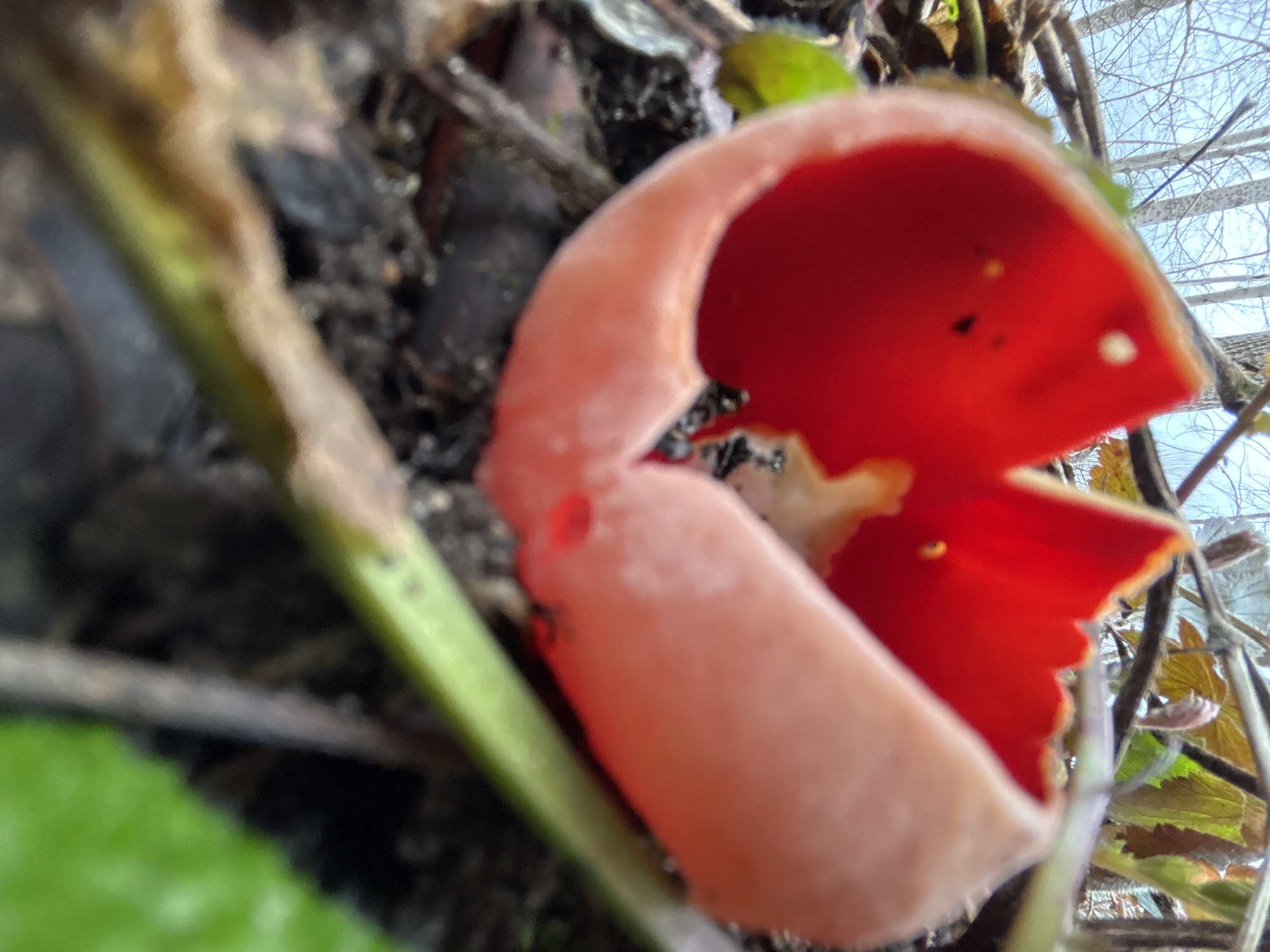 Spring nature documented in rural Russia countryside