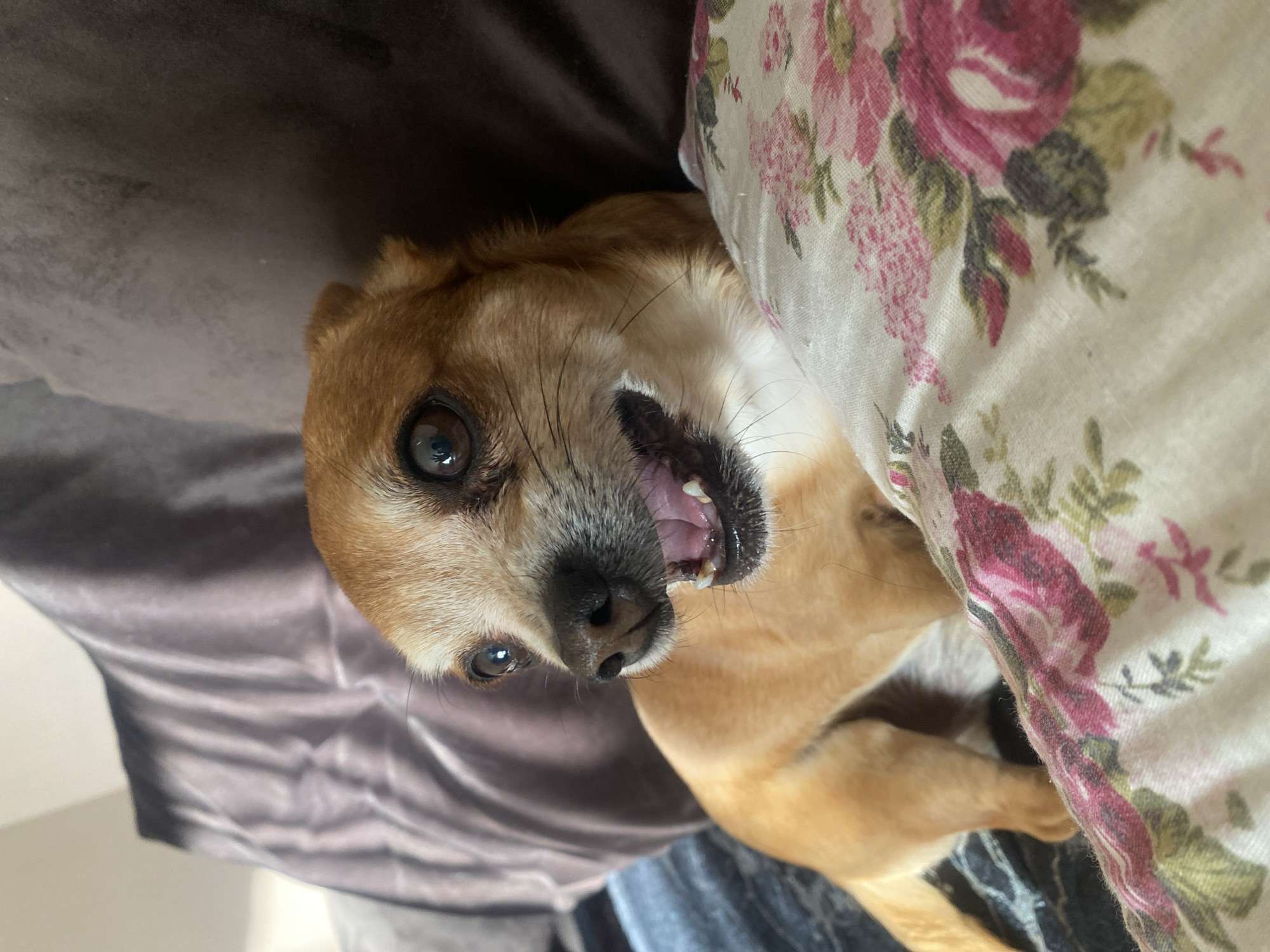 Dog and newborn baby rest together in Varna home