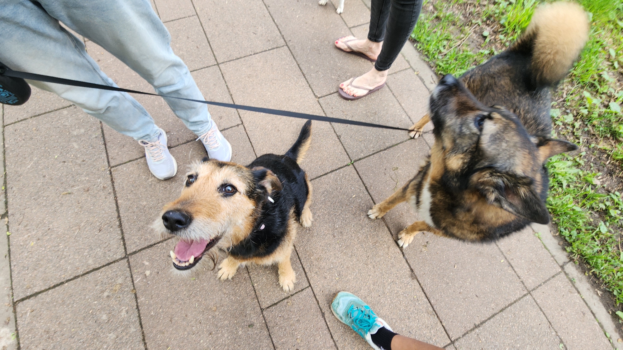 Dog walker spotted on Moscow street Friday morning