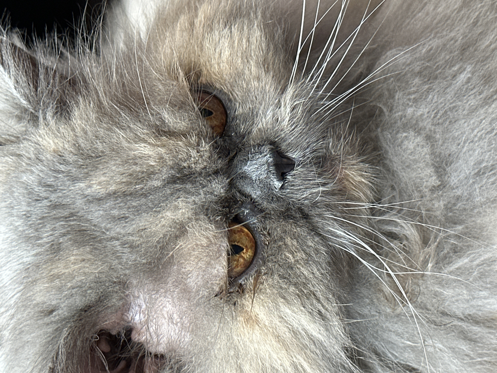 Gray Persian cat and quiet home moments in Chaikovsky