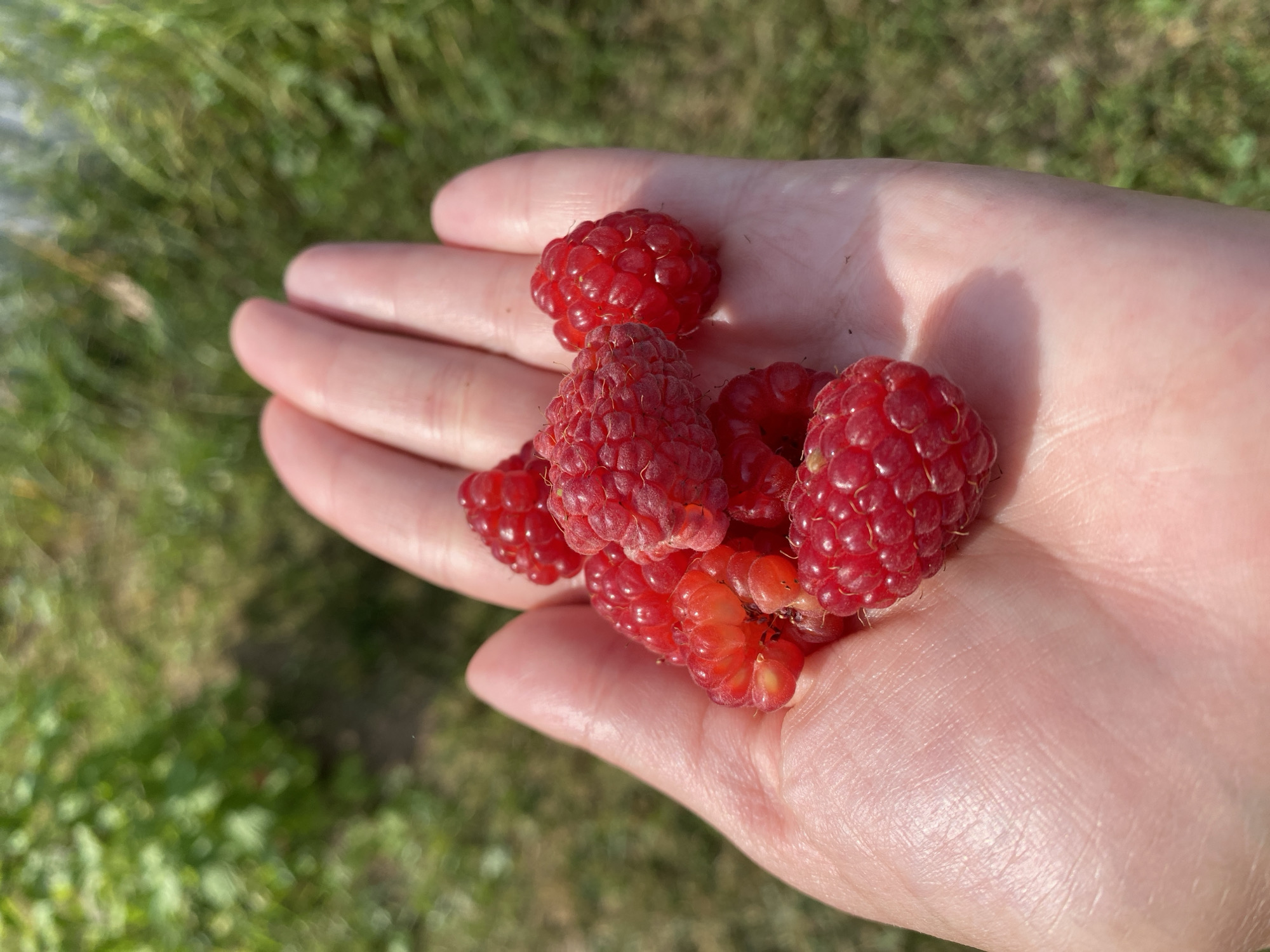 Backyard summer: berries, watered plants, and resting dogs