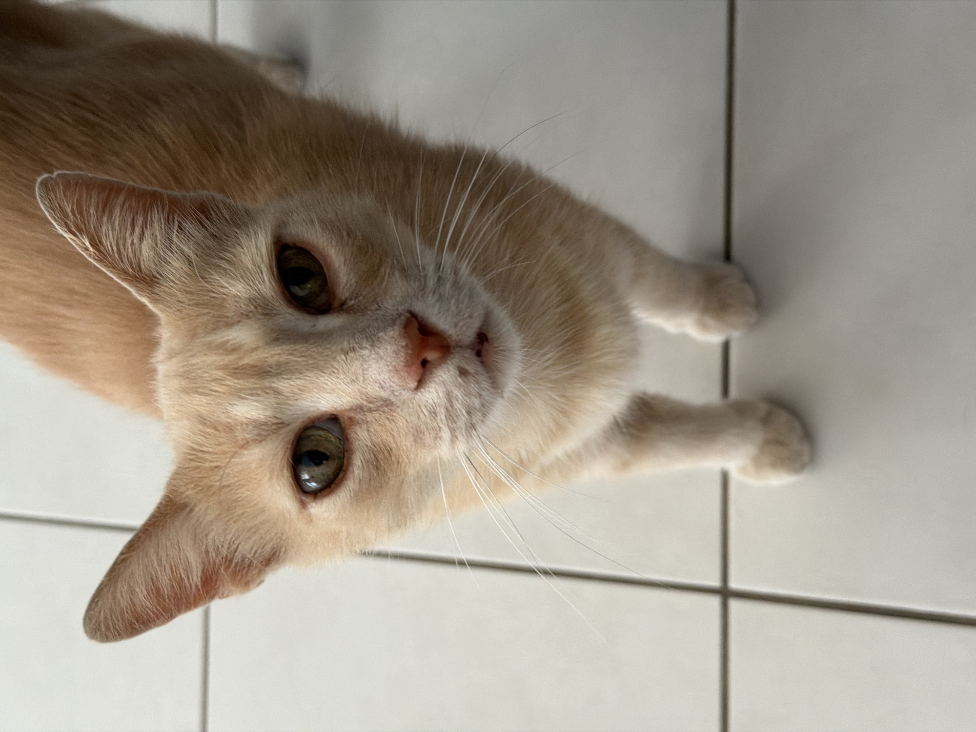 Cats and helicopters: a quiet July morning in Thira