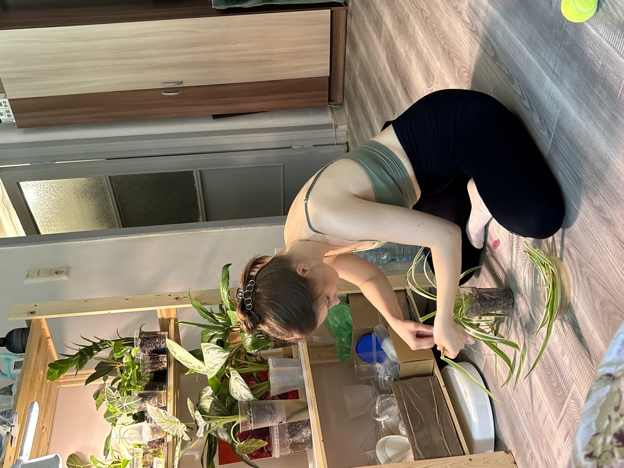 Woman tends spider plants in Saint Petersburg apartment