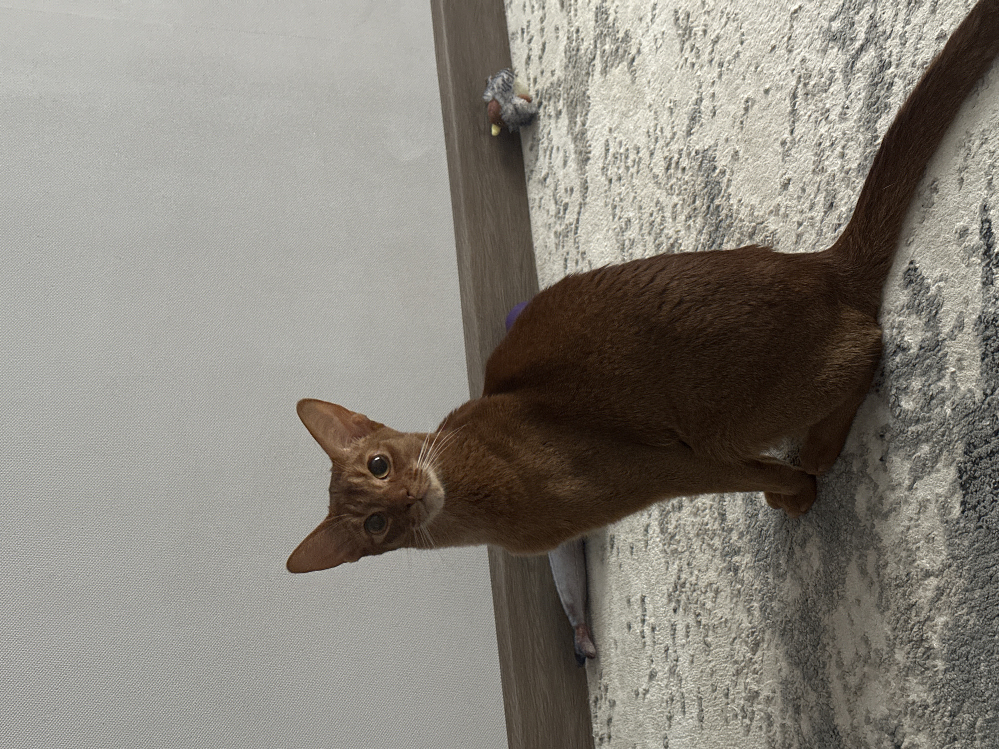 Abyssinian Cat Photographed on Carpet in Kazan Home