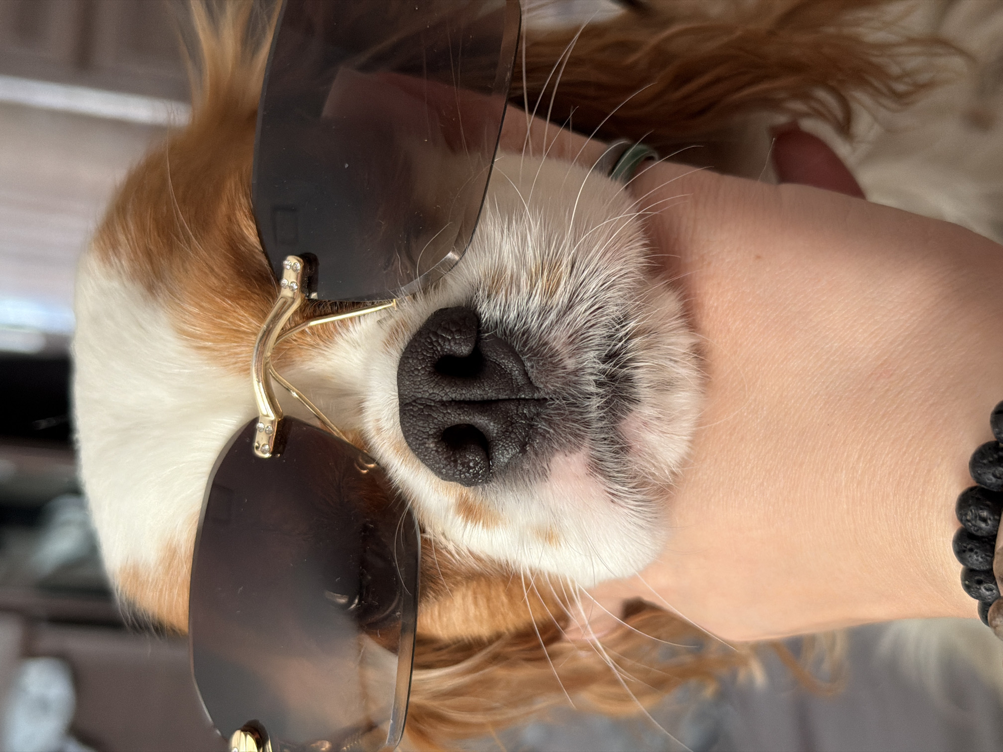 Casual car journey with dog companion documented in Chaikovsky
