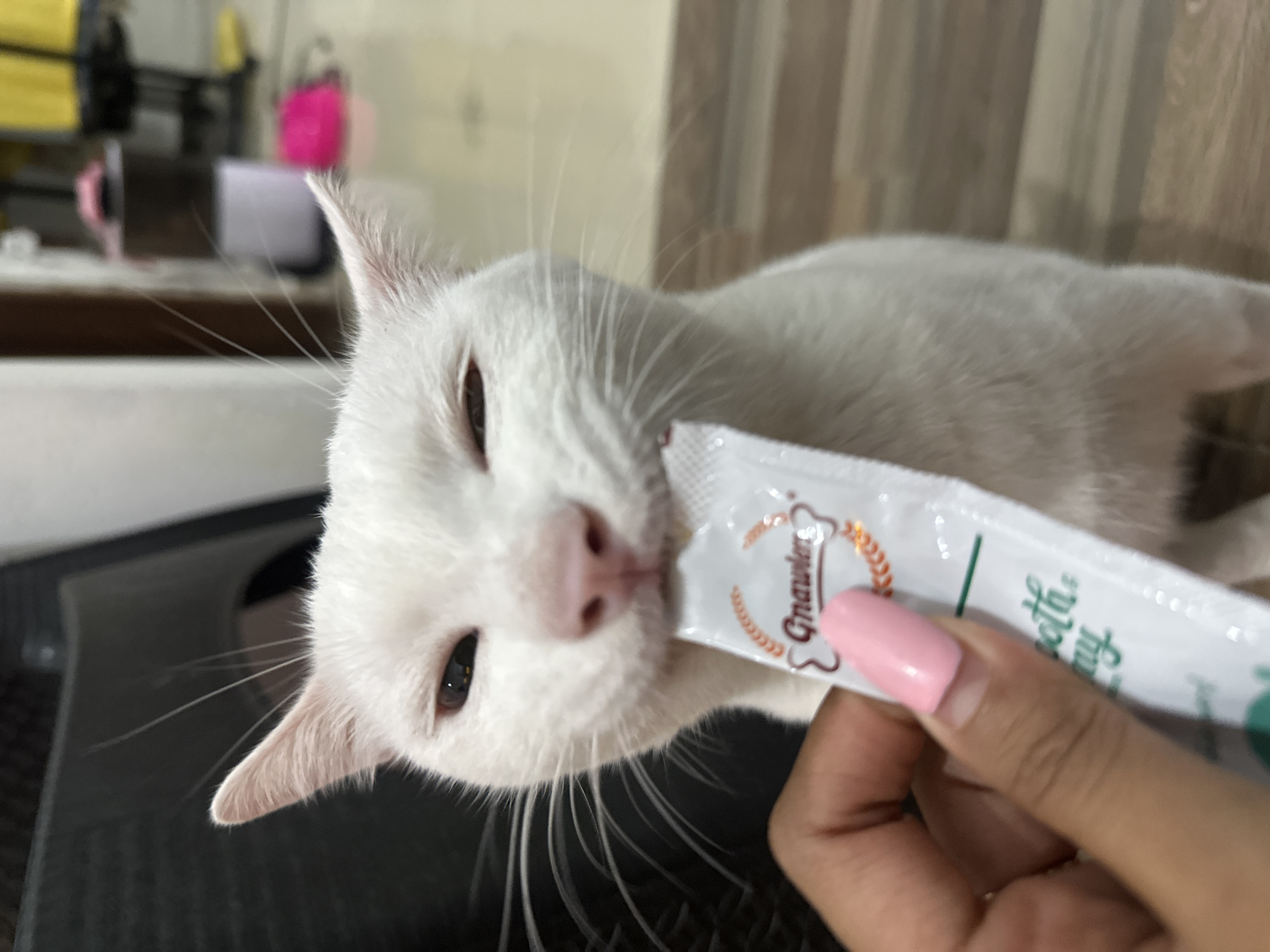 White cat enjoys treat time on pink beanbag in Sukawati