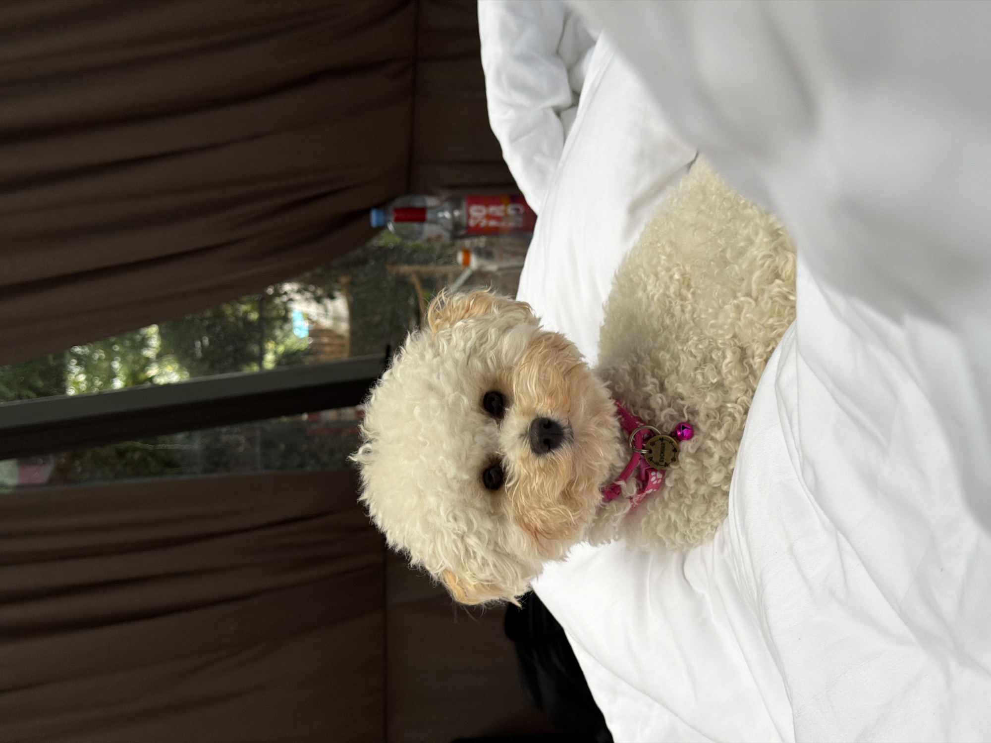 Bichon Frise hangs out in a Krasnaya Polyana hotel room