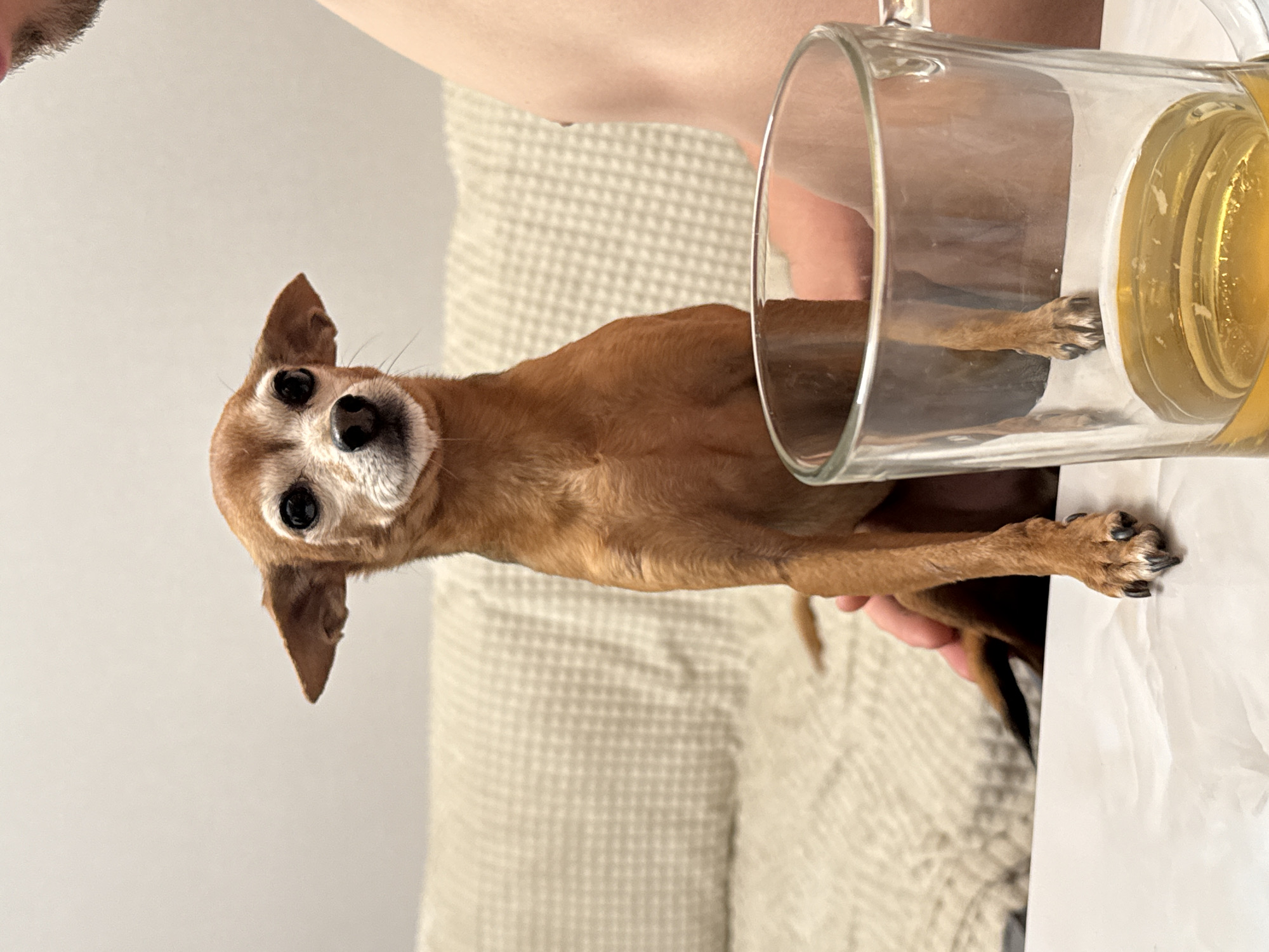 Small tan dog's cozy evening in Vlasikha, Russia
