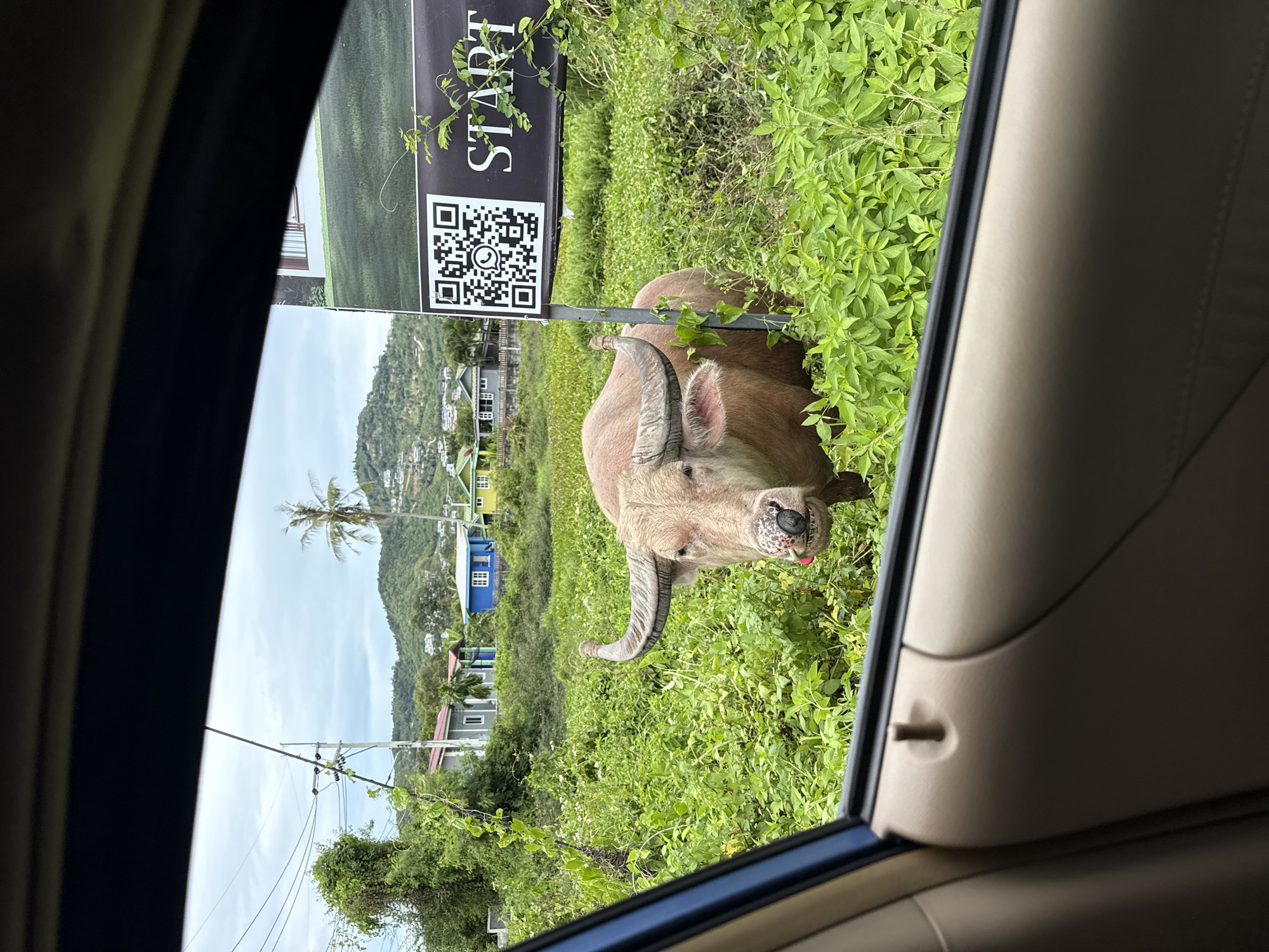 Rare albino water buffalo spotted roadside in Ko Samui